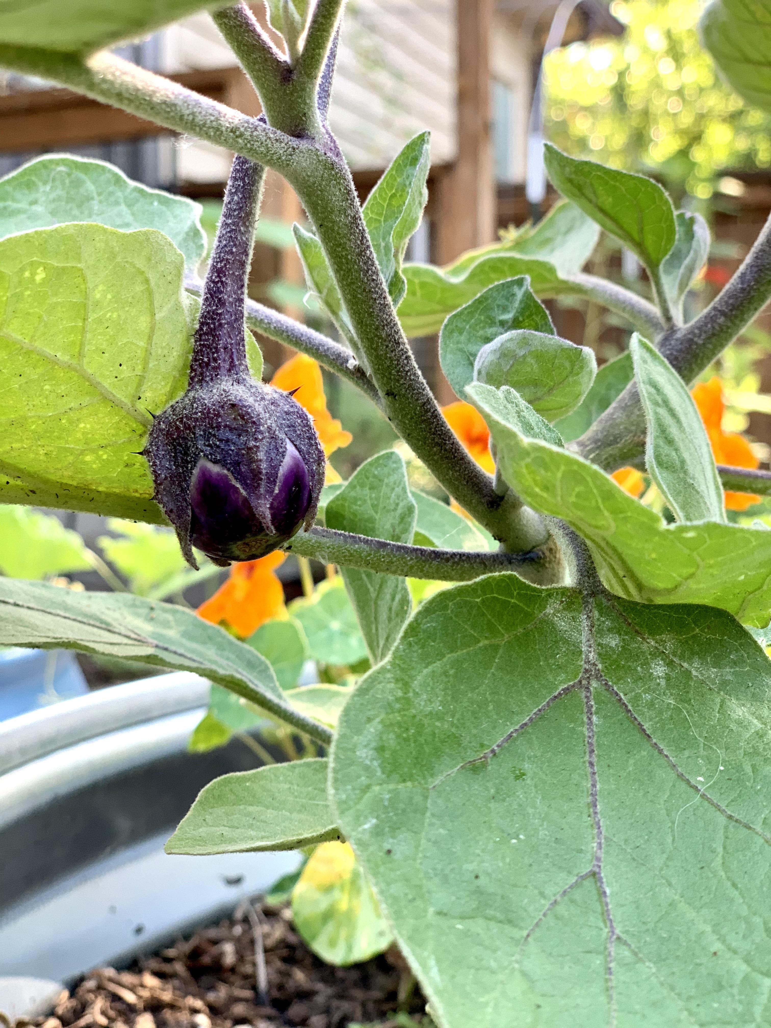 My first Black Beauty Eggplant r/gardening