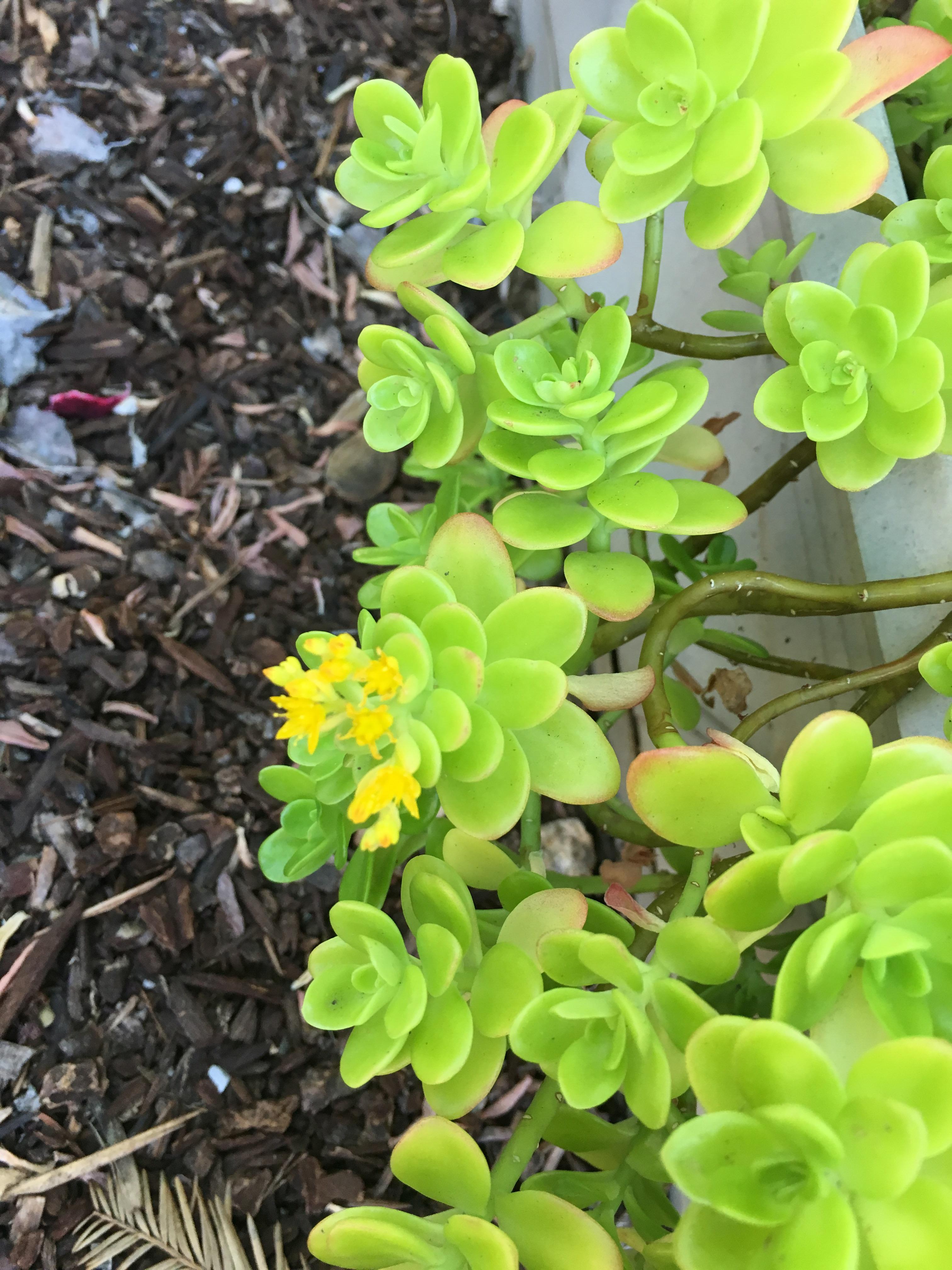 What is this prolific succulent with beautiful yellow flowers? r