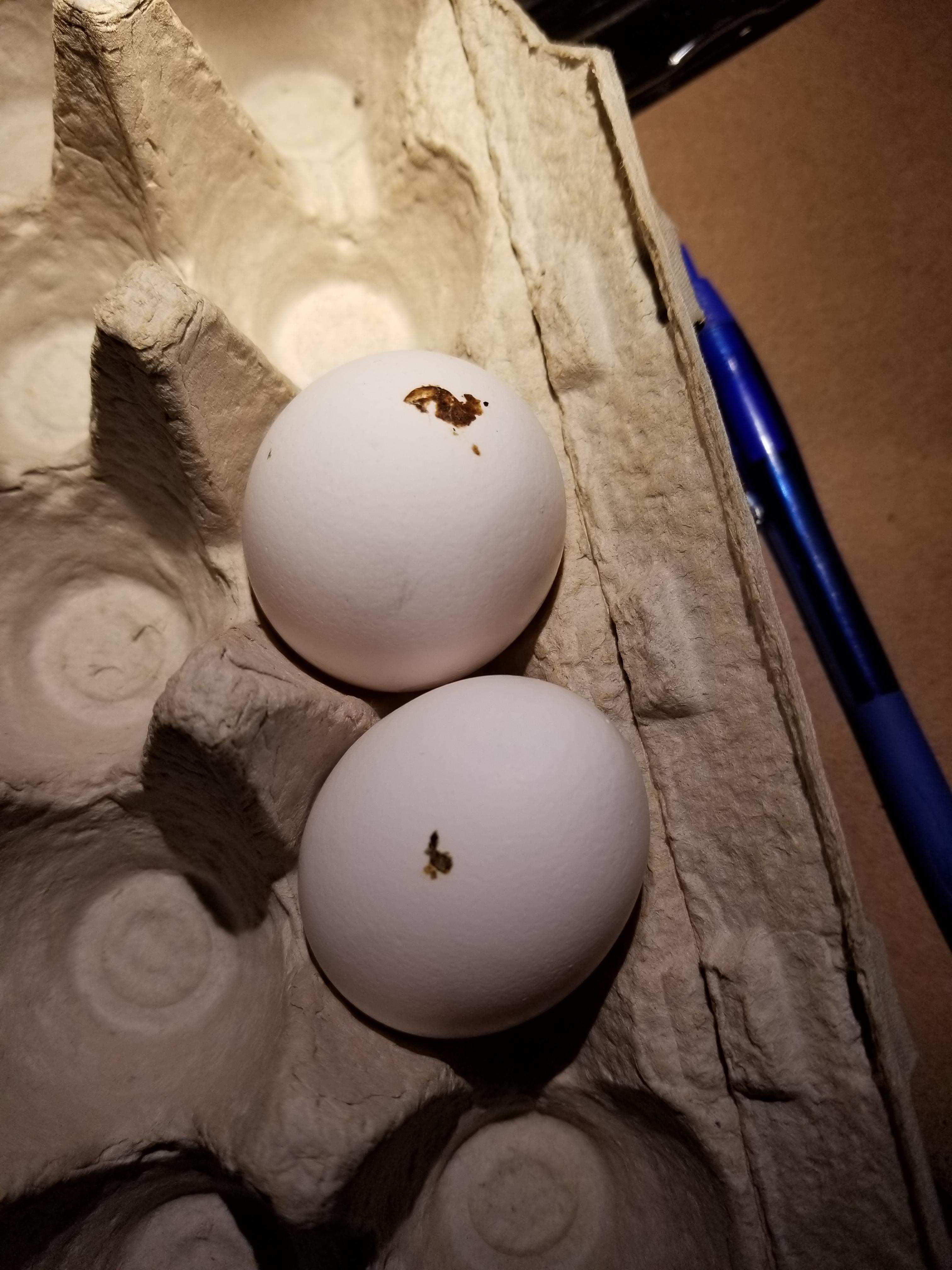 Can You Eat Chicken Eggs With Poop On Them at Sandra Ronan blog