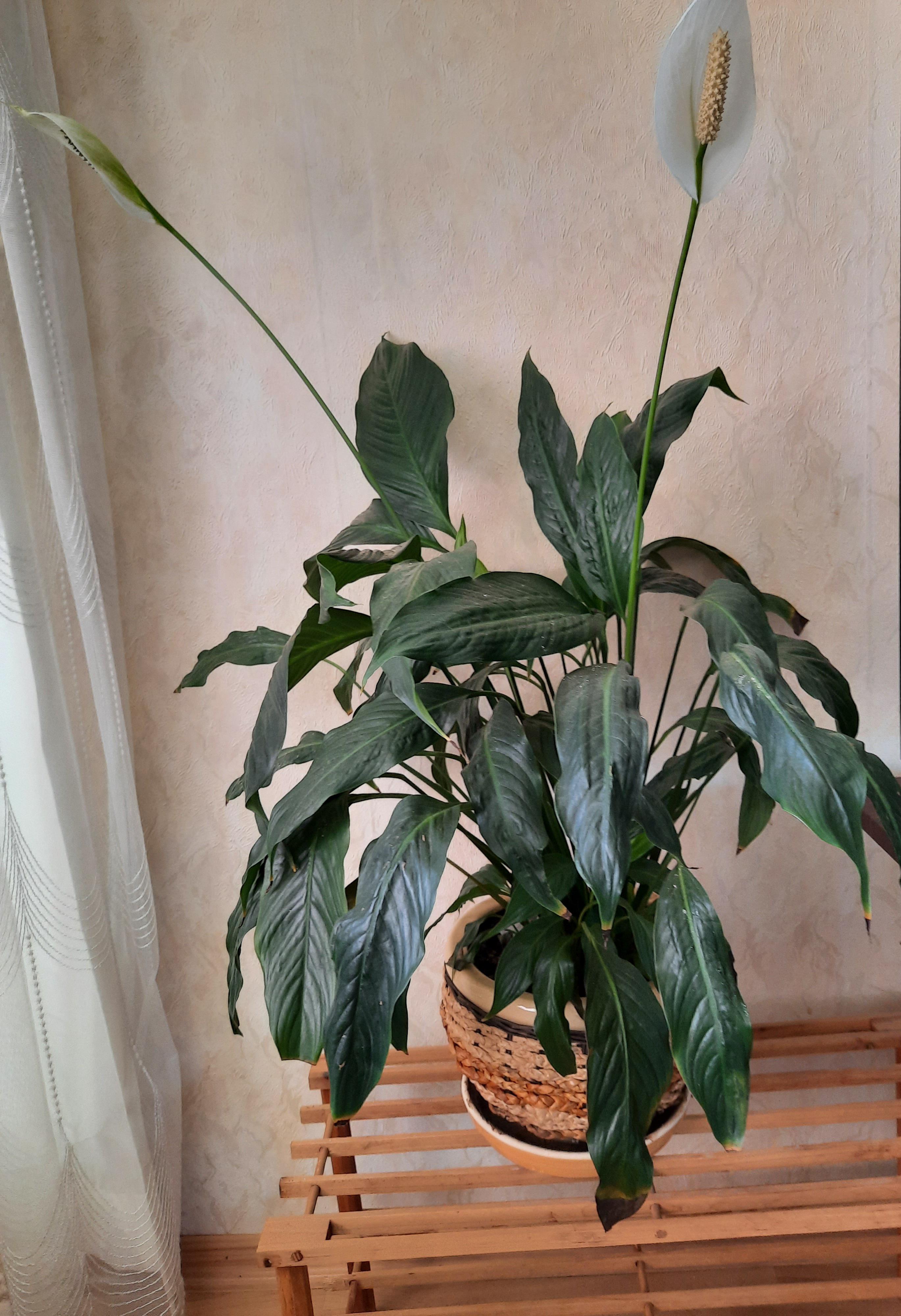 Peace lily skinny leaves with browning tips, has flowers now but
