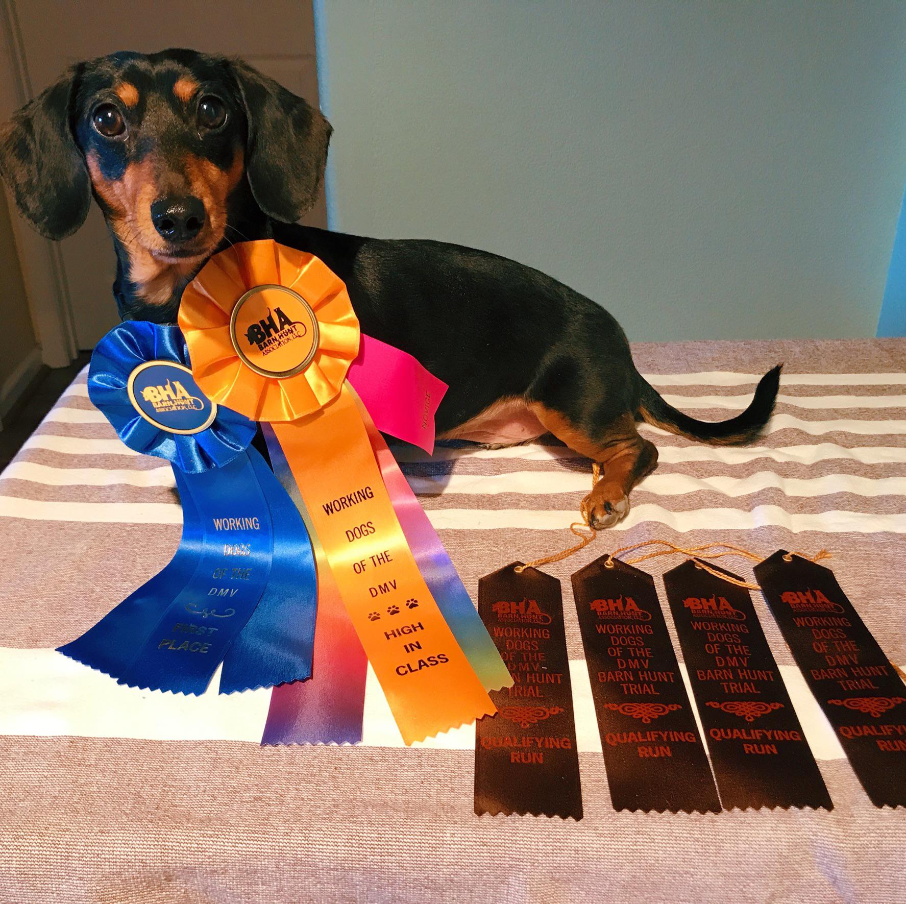 This is Coco, my 10 year old (rescue) dachshund displaying her barn