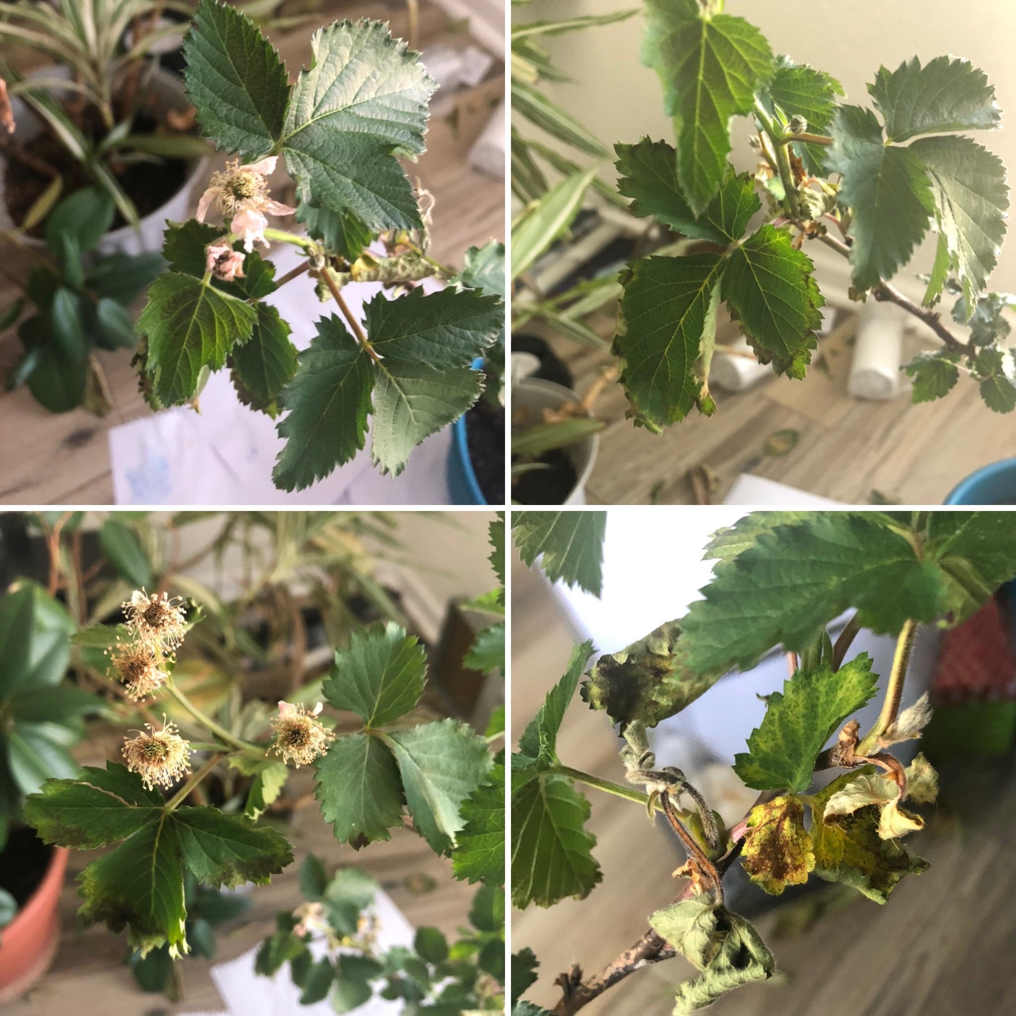 My blackberry plant is kind of drying and the leaves are crumbling (if