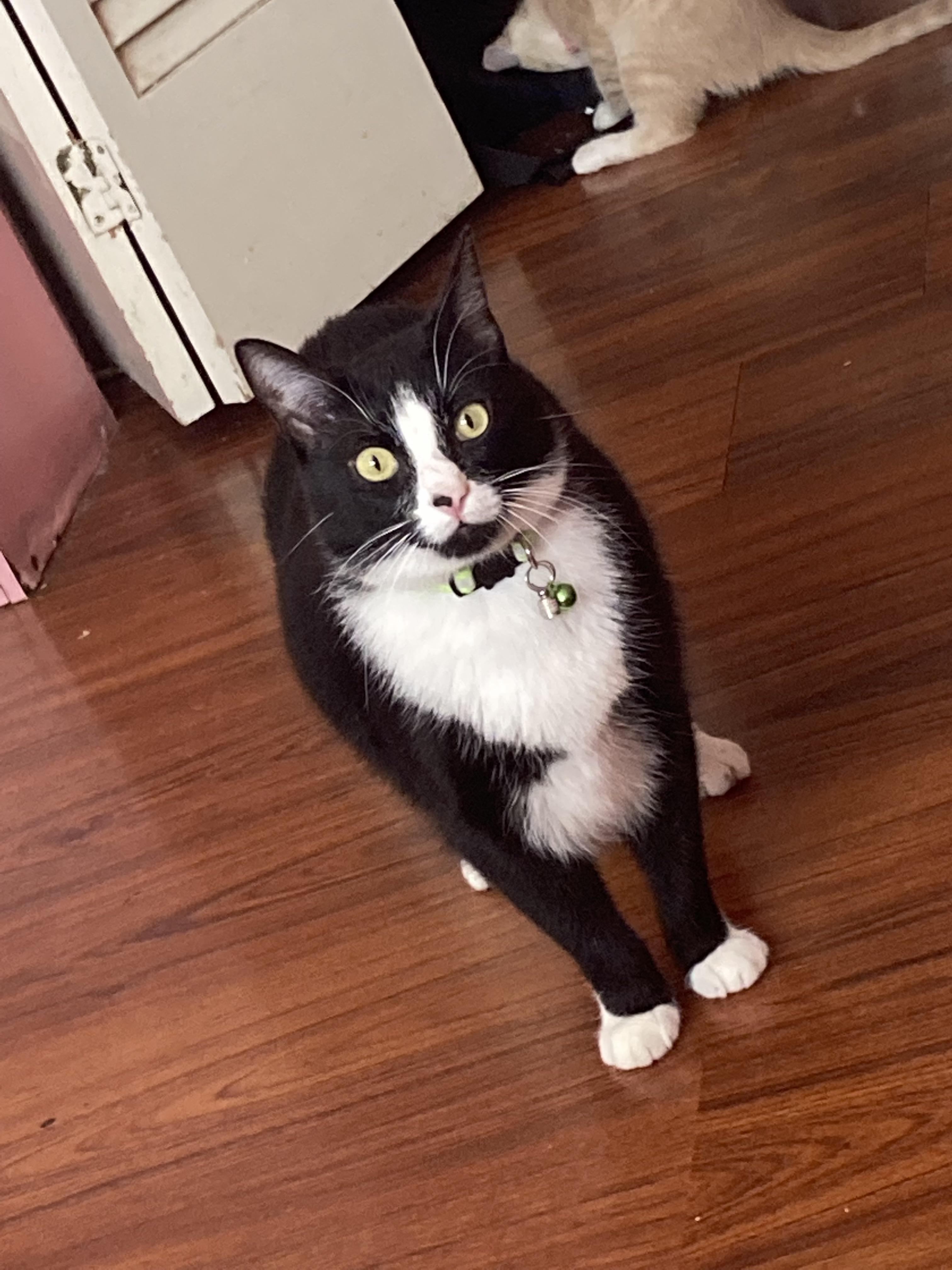 He looks fatter then usual in this pic lol r/cats