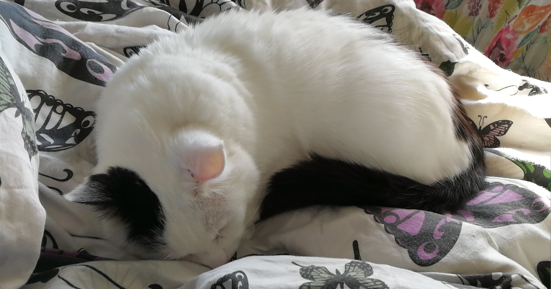 This was my first cat. He passed away due to complications from surgery