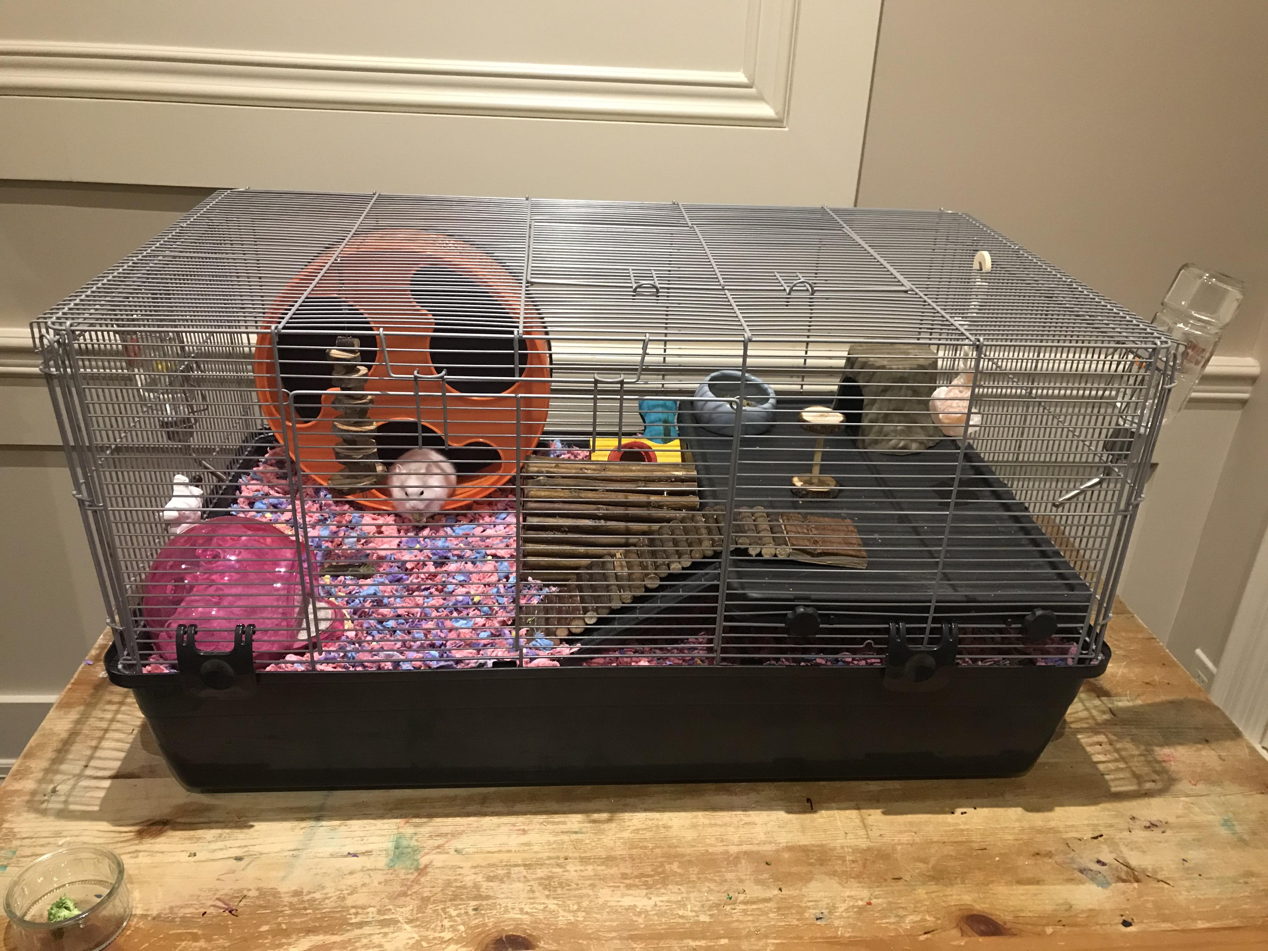 UPDATE 2 weeks ago I posted an image of my daughter’s new hamster