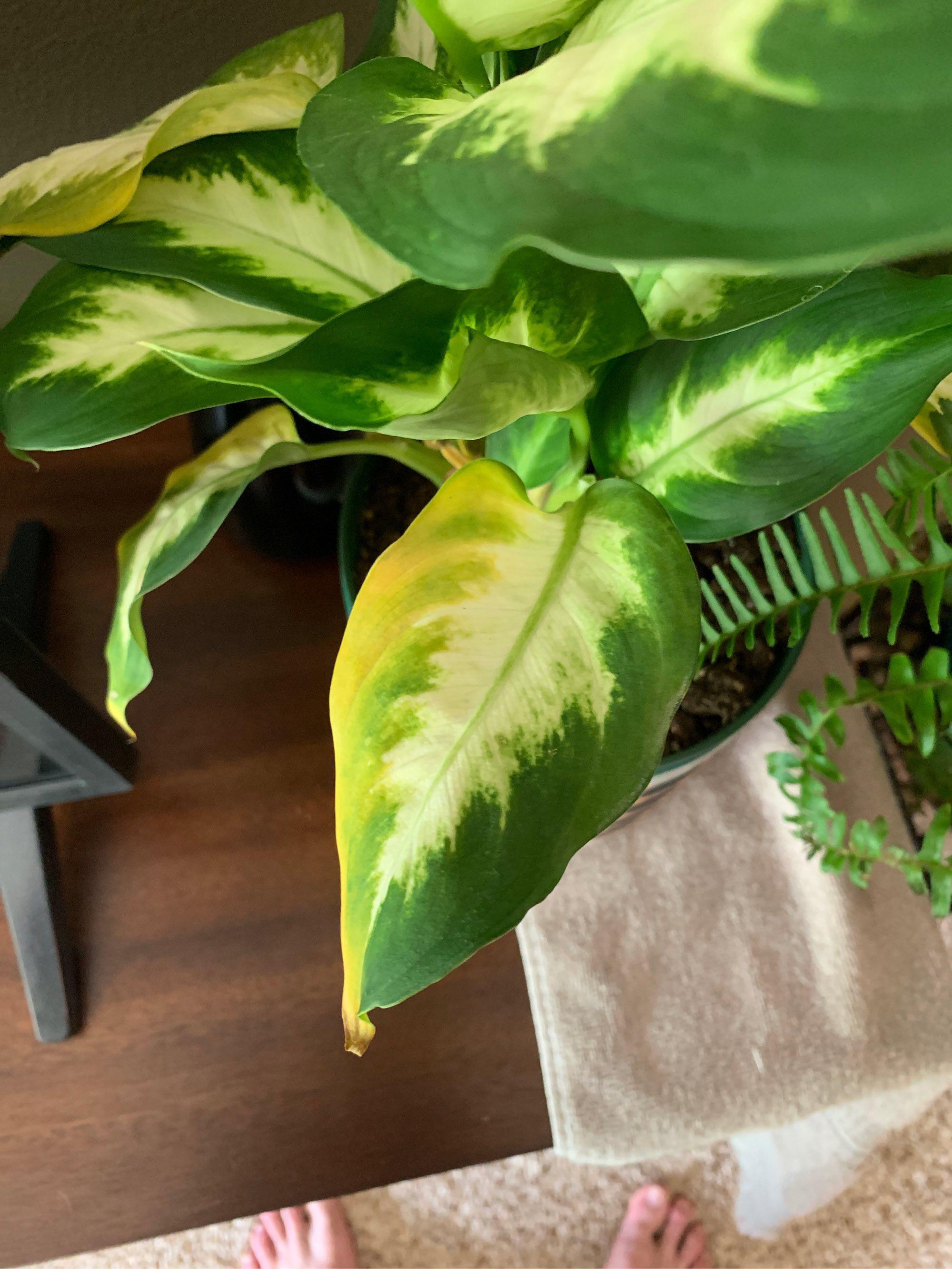 The leaves on my plant or slowly turning yellow and falling off!! Help