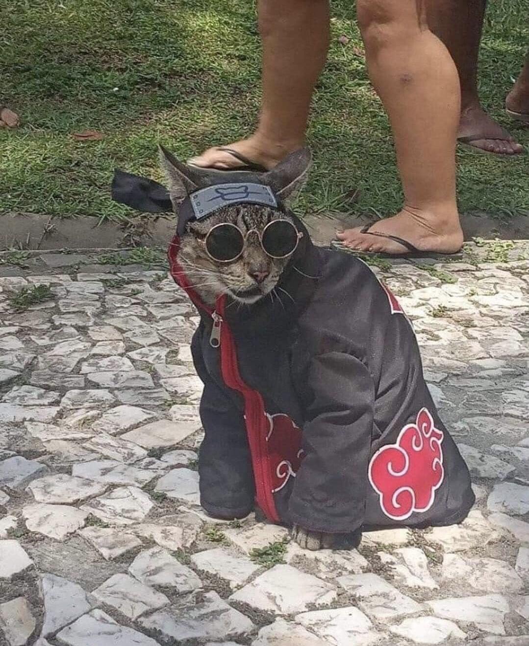 PsBattle akatsuki cat