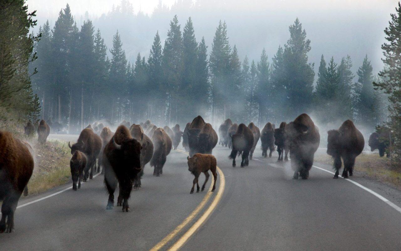"Ghost Bison" at Yellowstone park r/natureismetal
