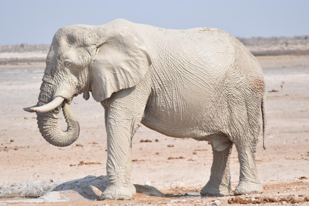 🔥 The Rare White Elephant r/NatureIsFuckingLit