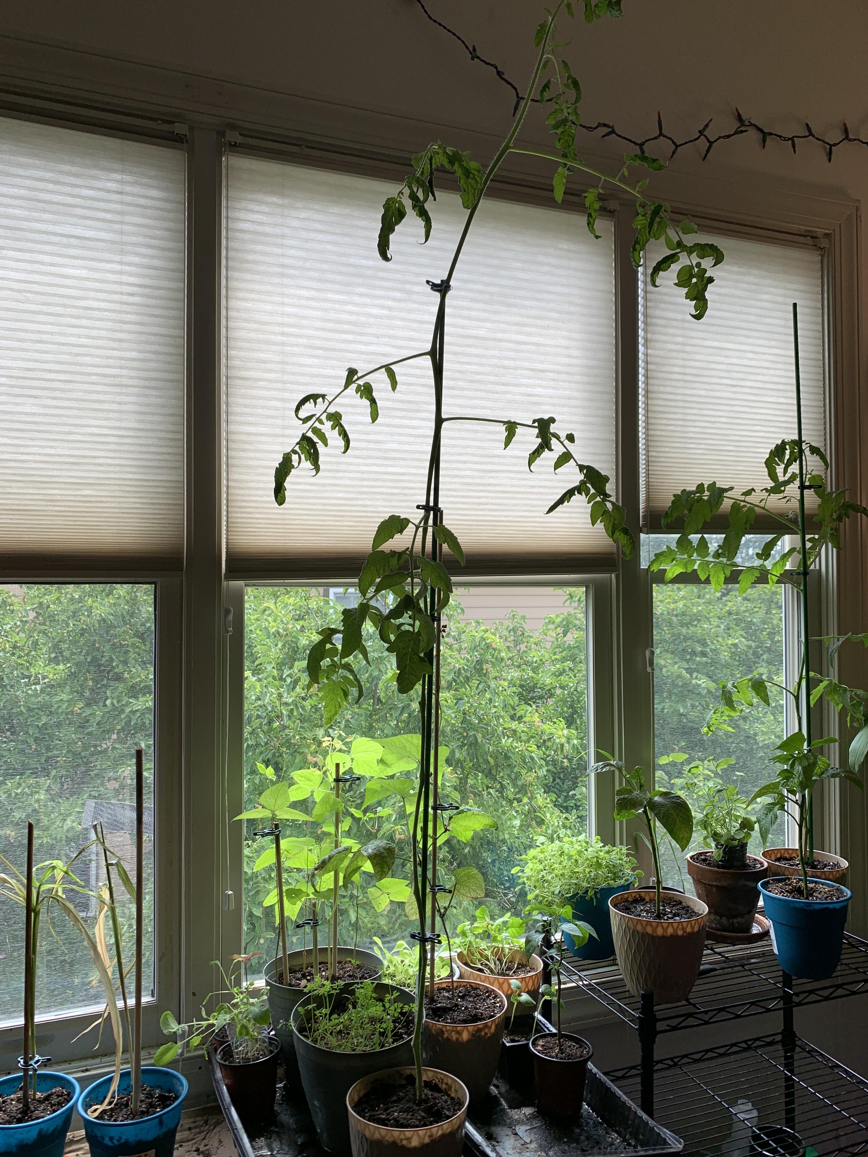 Tomato flowers shrivel up and die but the plant just grows taller r