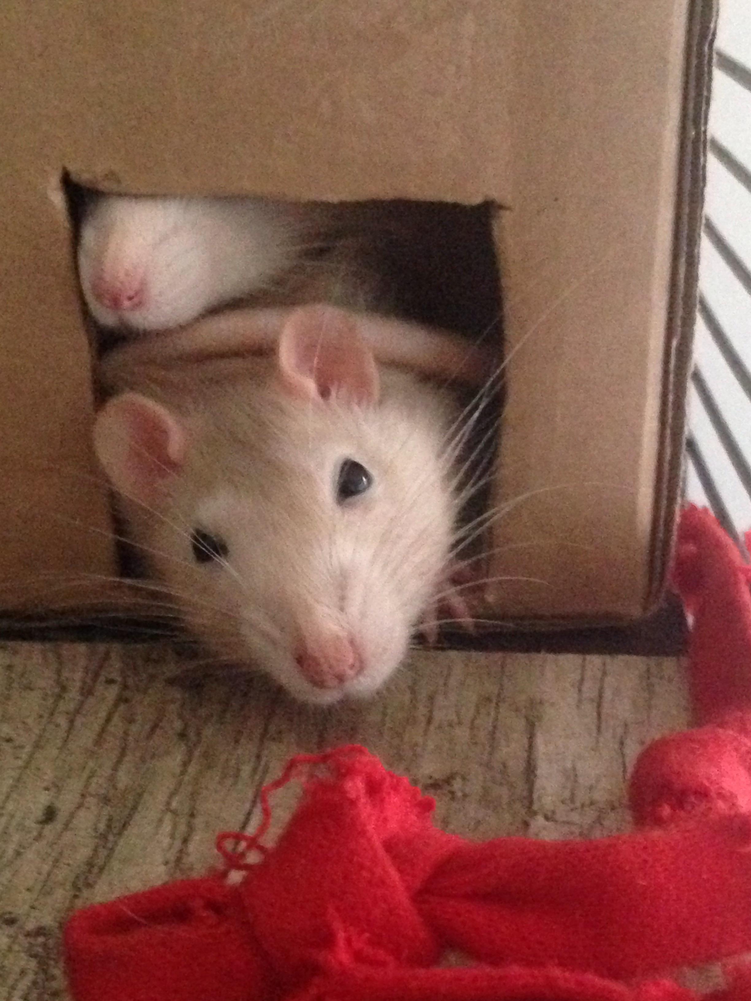 They Love Their New Box r/RATS