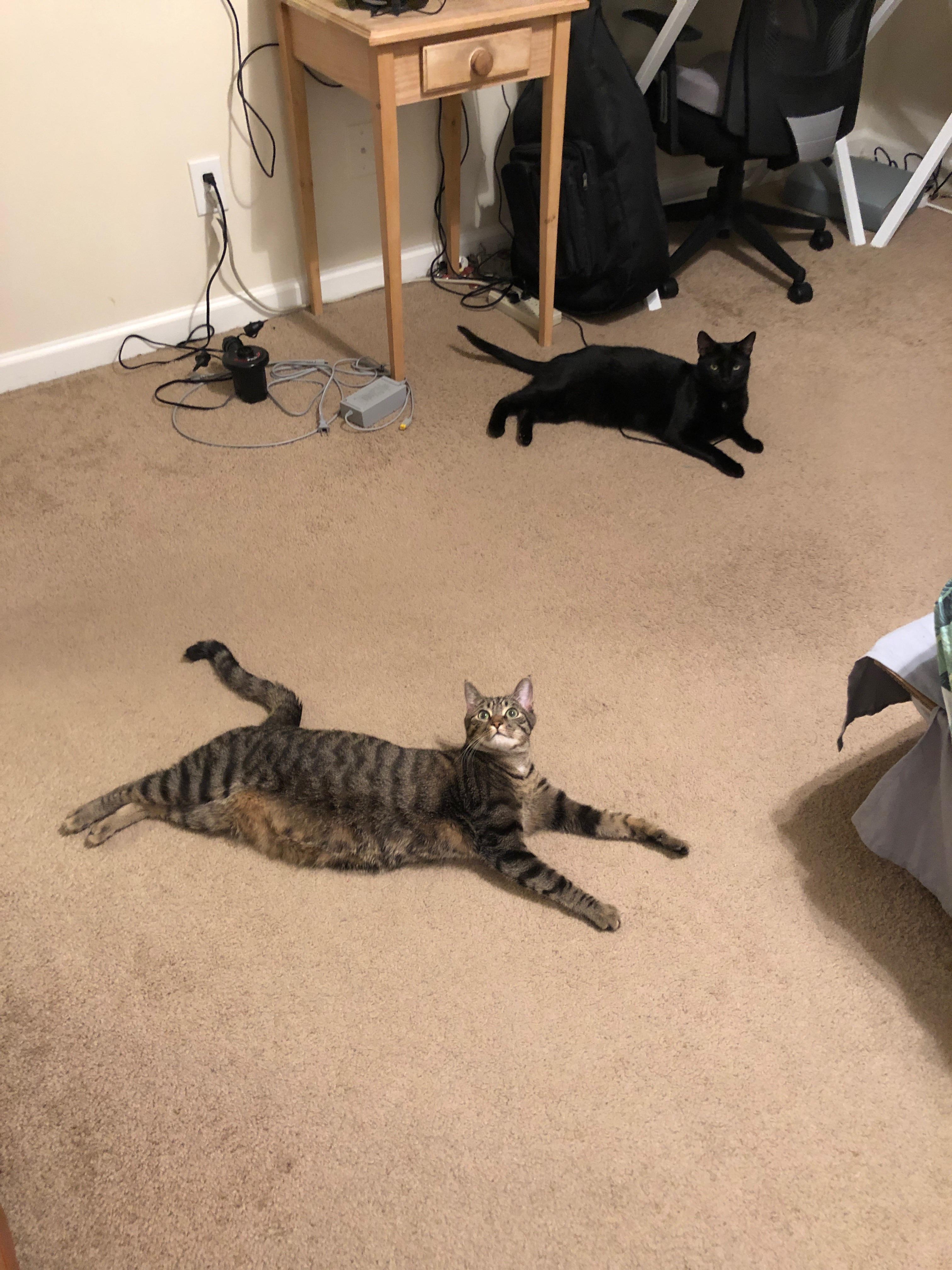 My cat’s head is so small, it looks like one of those stupid Snapchat