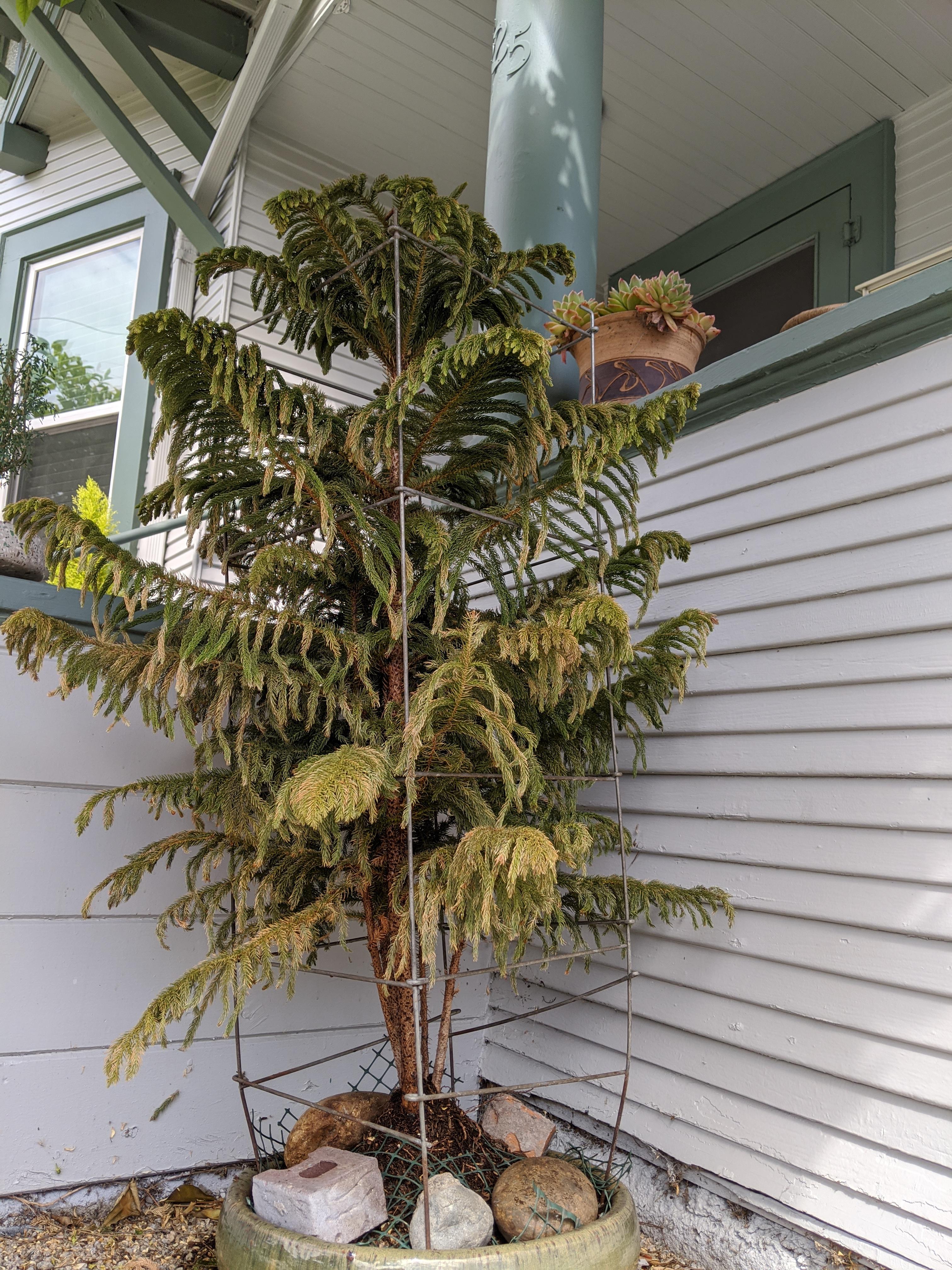 Norfolk Pine [help] gardening