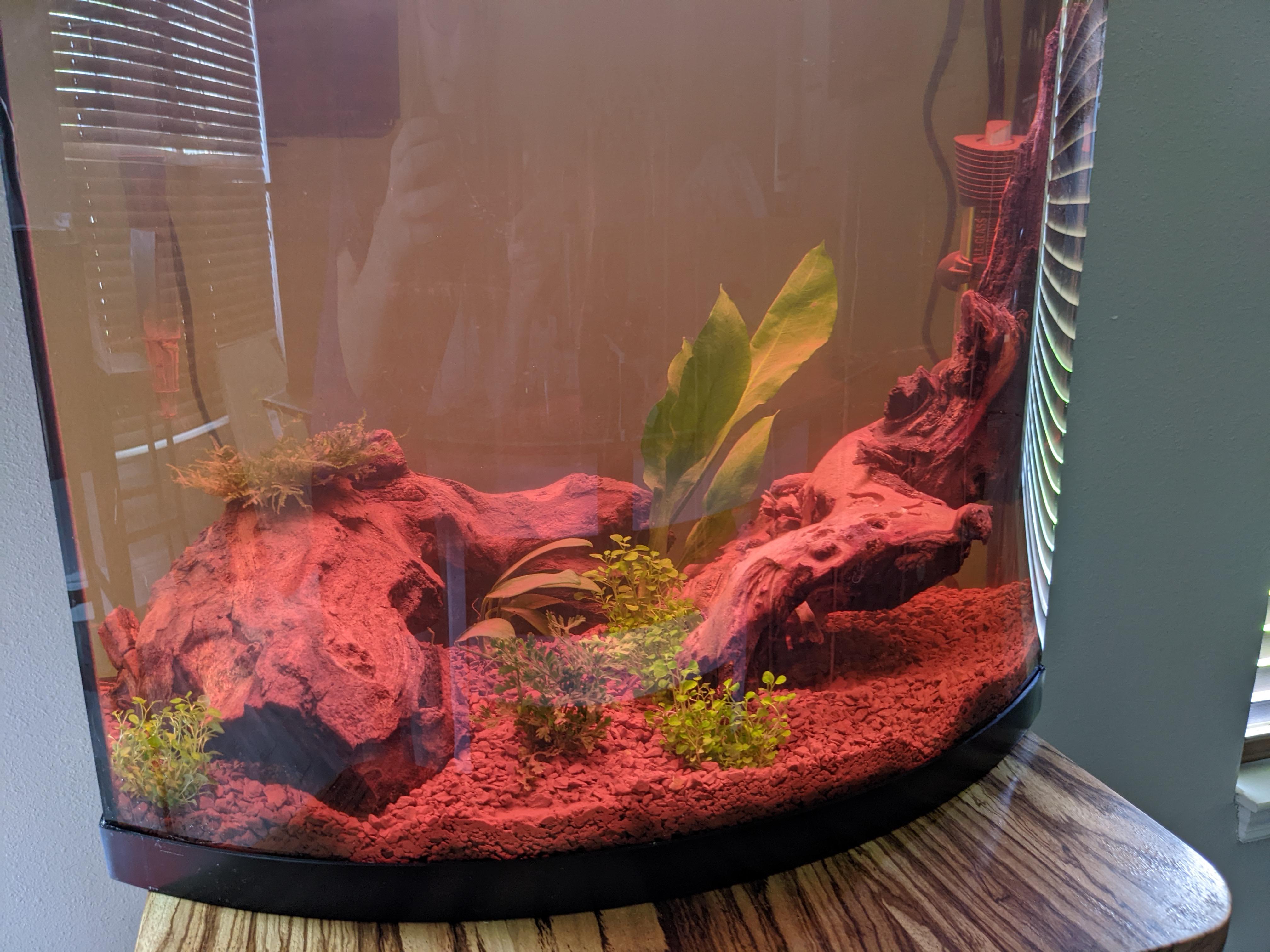First ever planted tank. 16 gallons, mopani wood and assorted plants