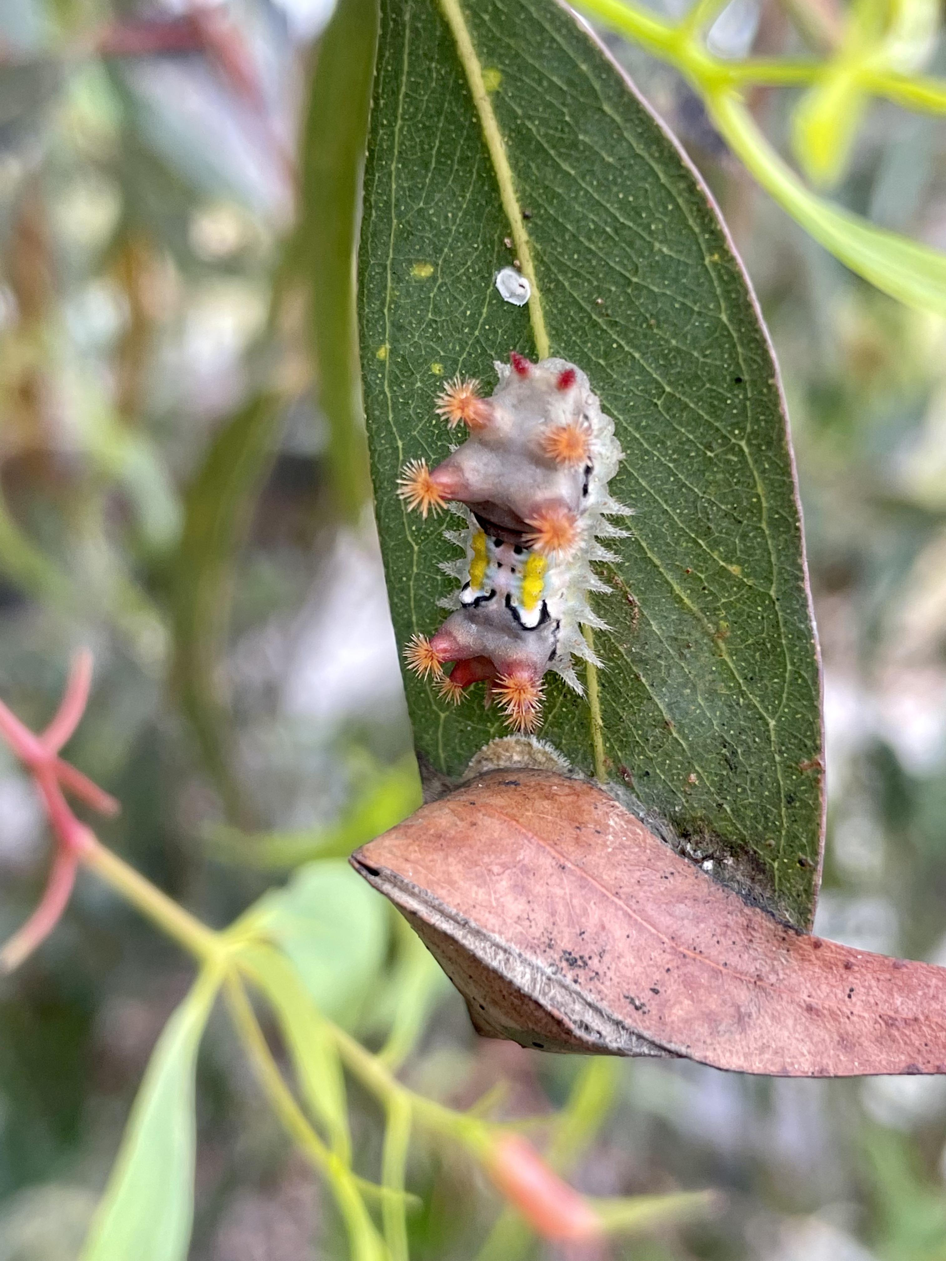 Caterpillar Melbourne Australia r/whatsthisbug