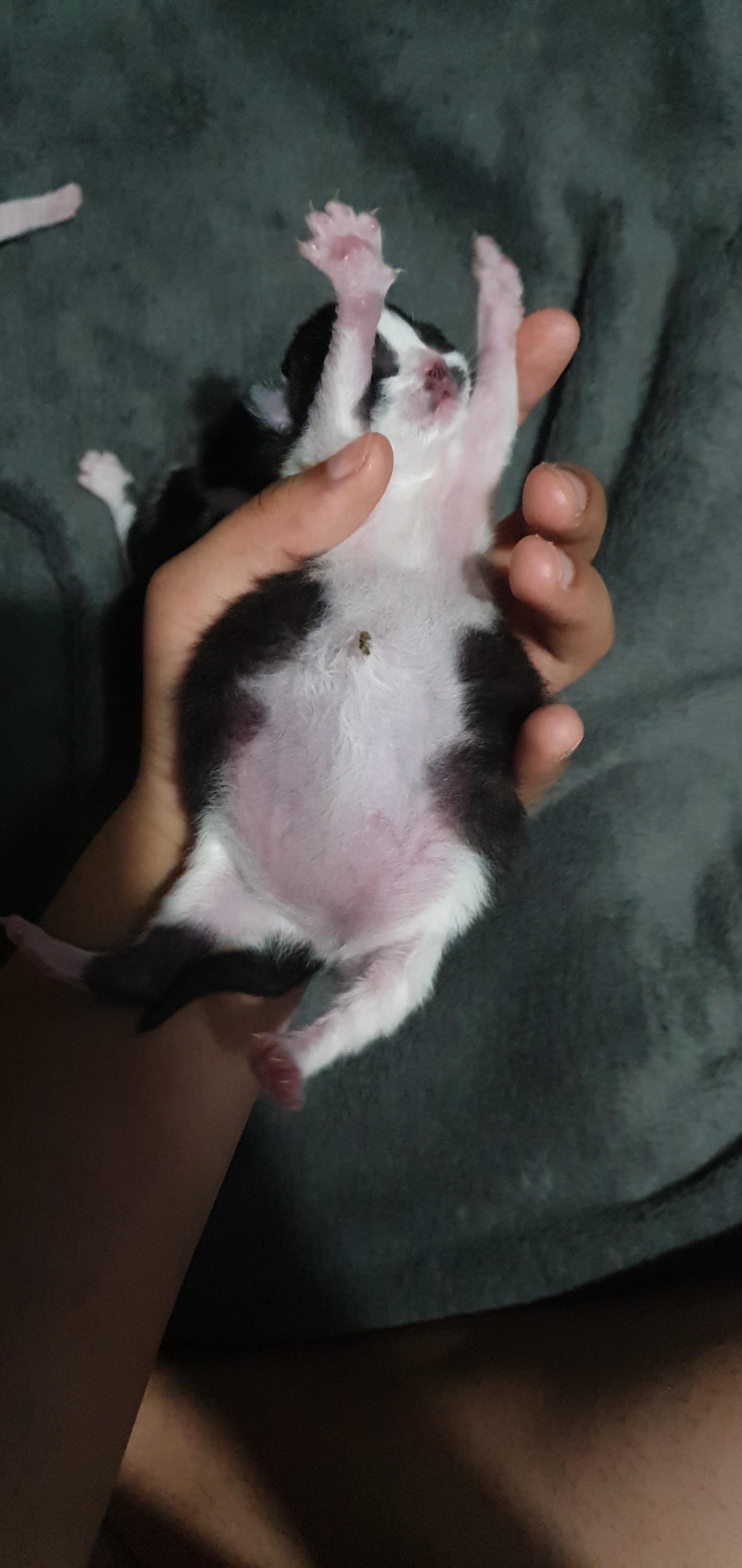 Fast growing hard lump on cat of 17 years, possible at home treatments