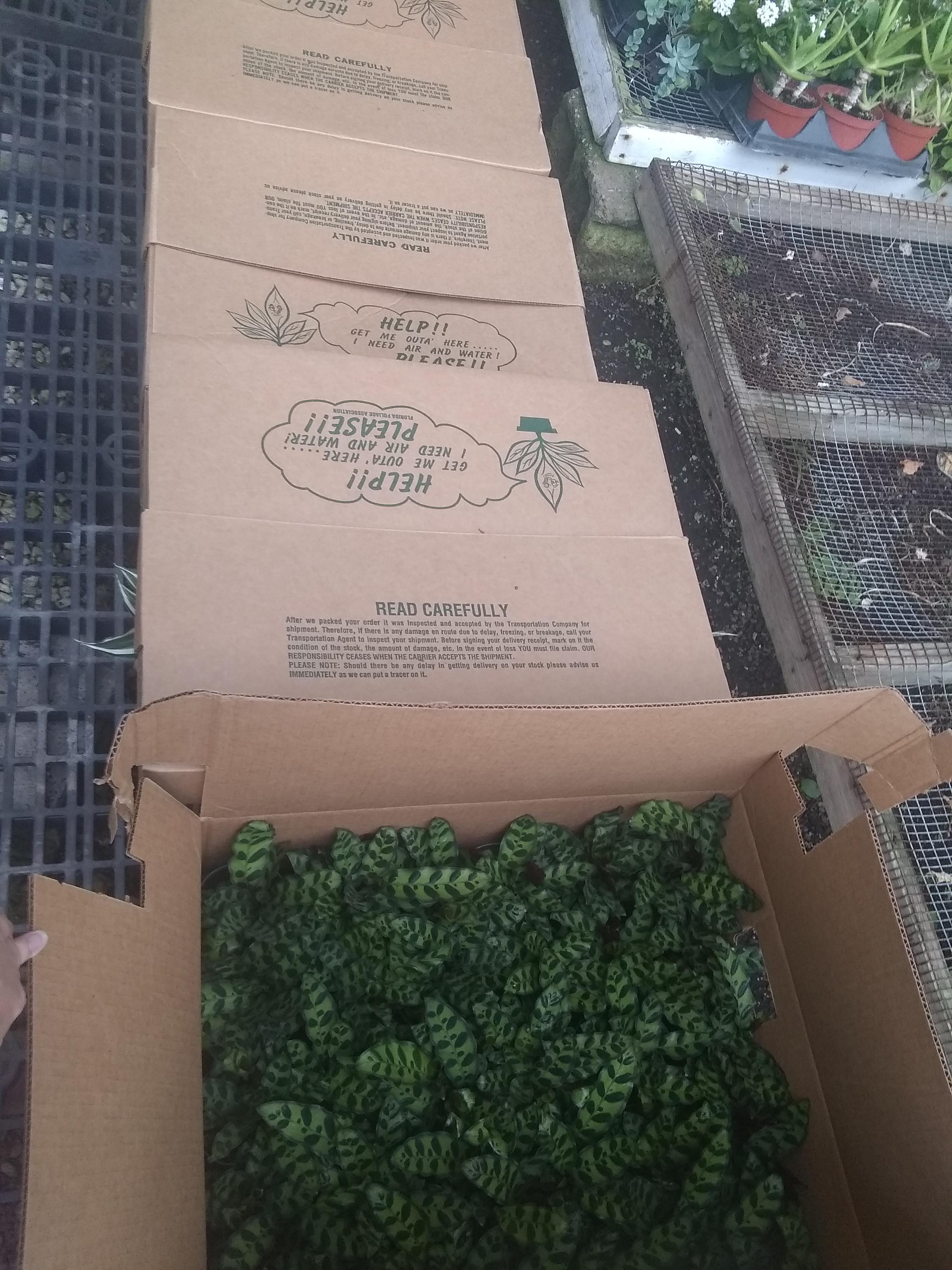 We got a plant delivery today. The cutest new arrivals! r/houseplants