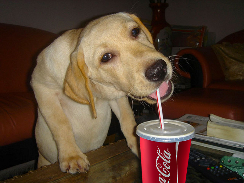 hehe smal pupper drink a cola rarepuppers