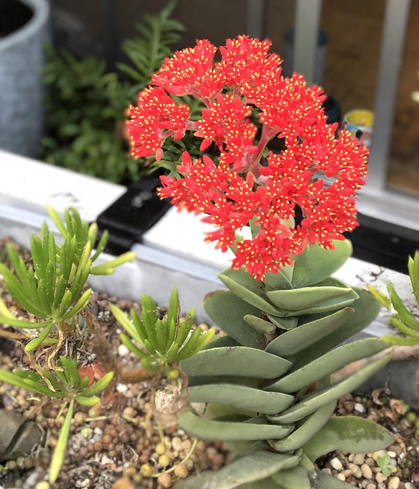The bloomin’ South African. r/succulents