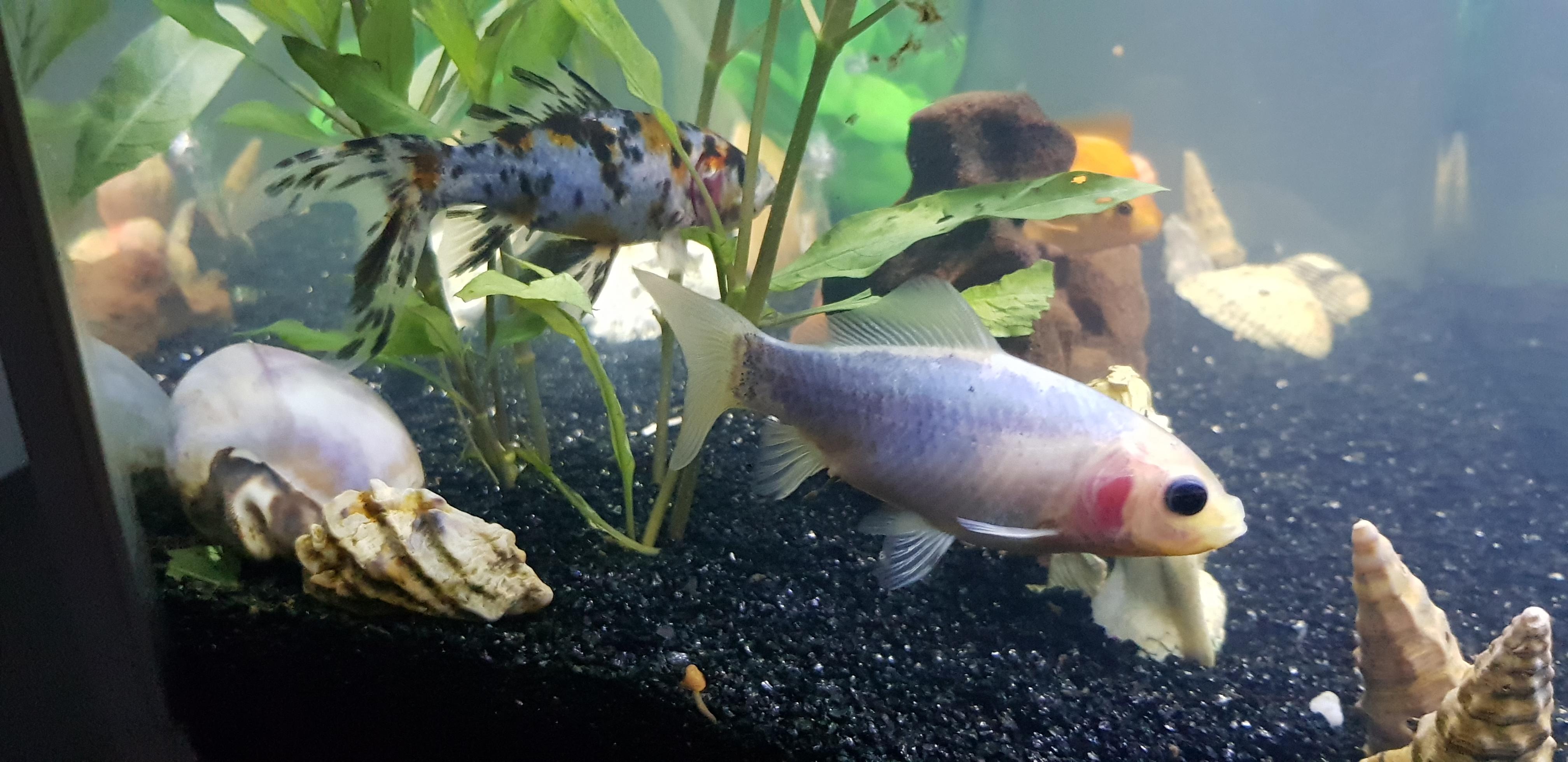 Can someone ID these fishes? And how to prevent them from eating my