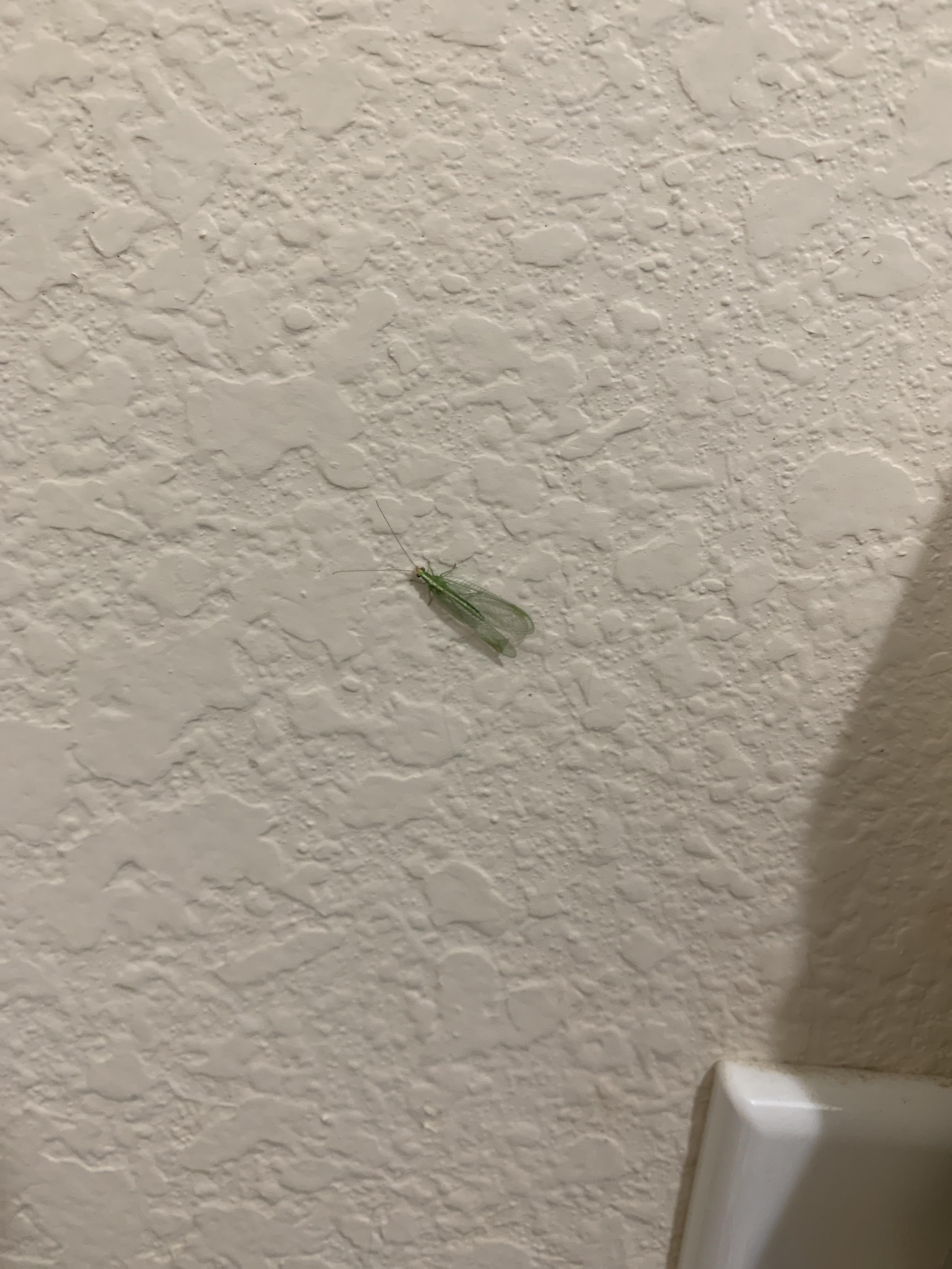 Who’s this little green bug in my bathroom wall? r/whatsthisbug