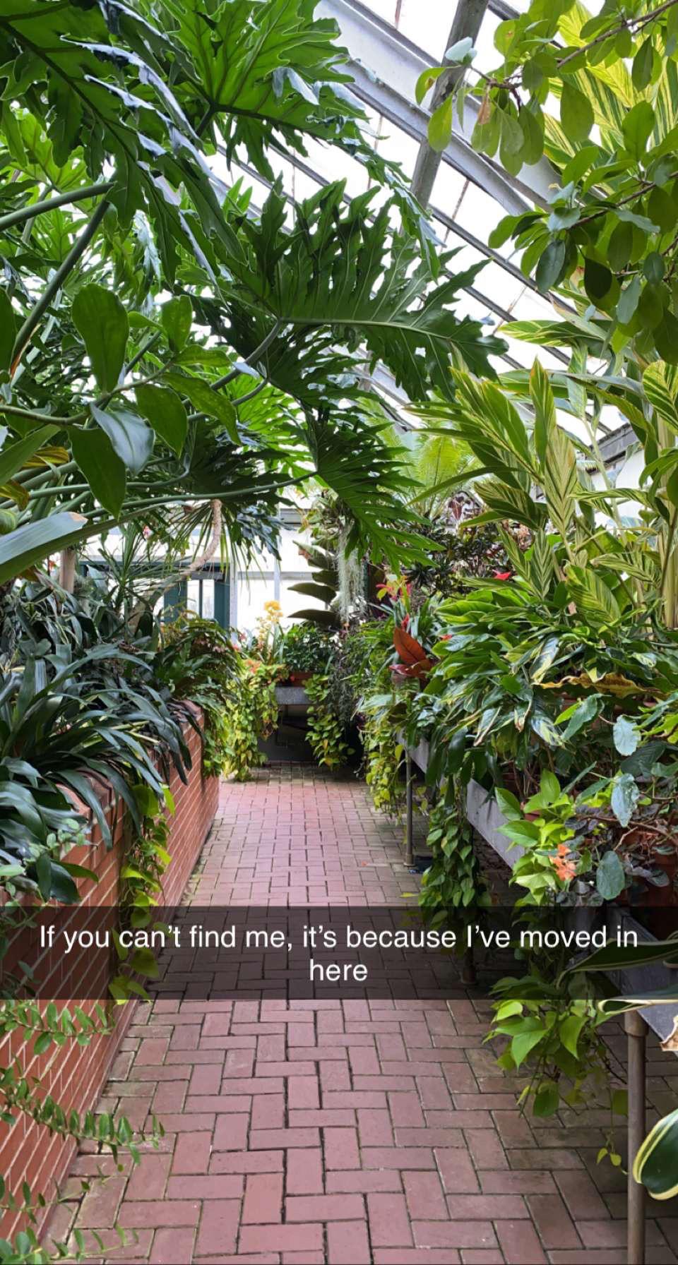 The ultimate houseplant collection Biltmore’s Conservatory r
