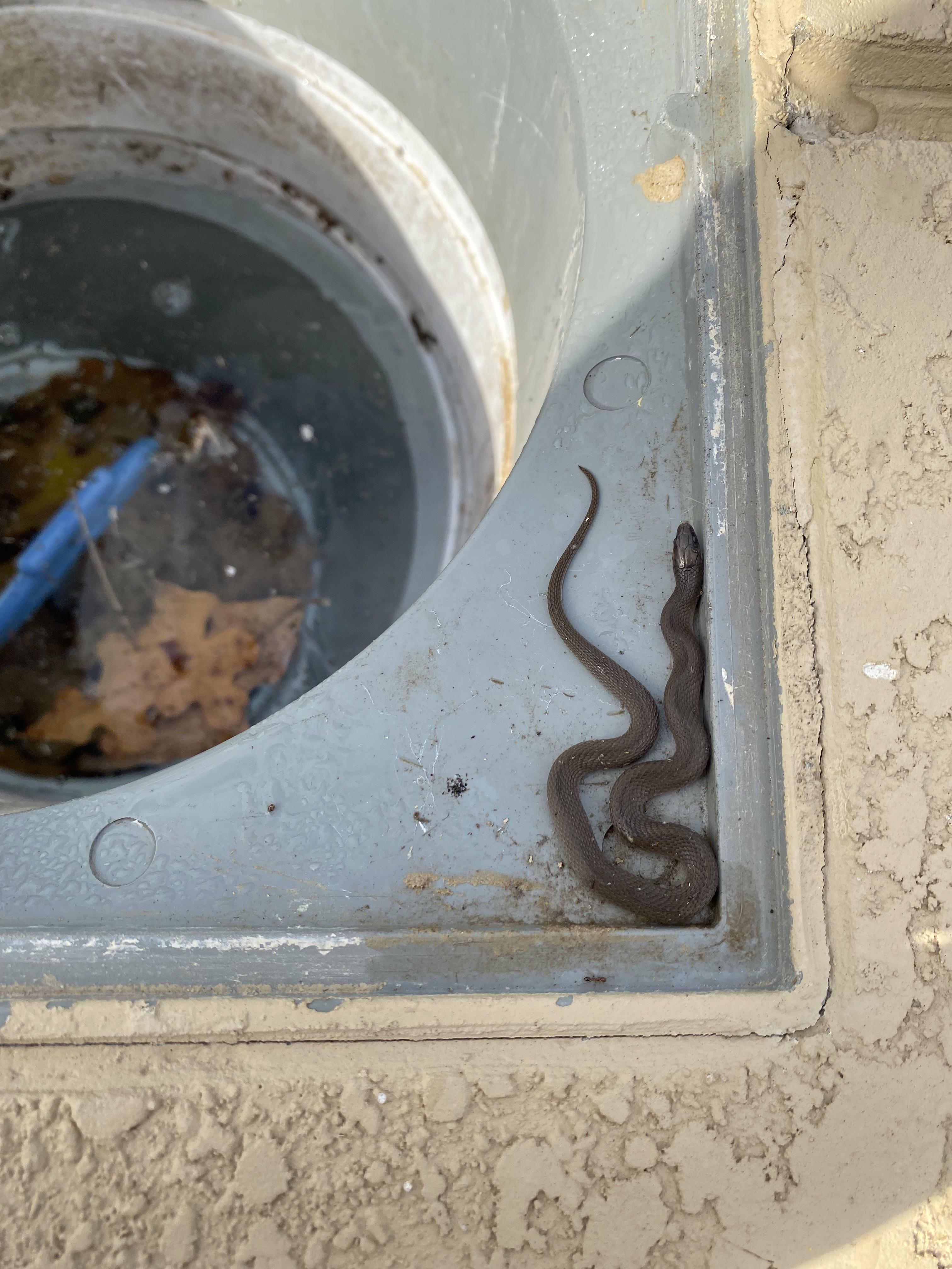 Saved from a skimmer [Austin, TX] r/whatsthissnake