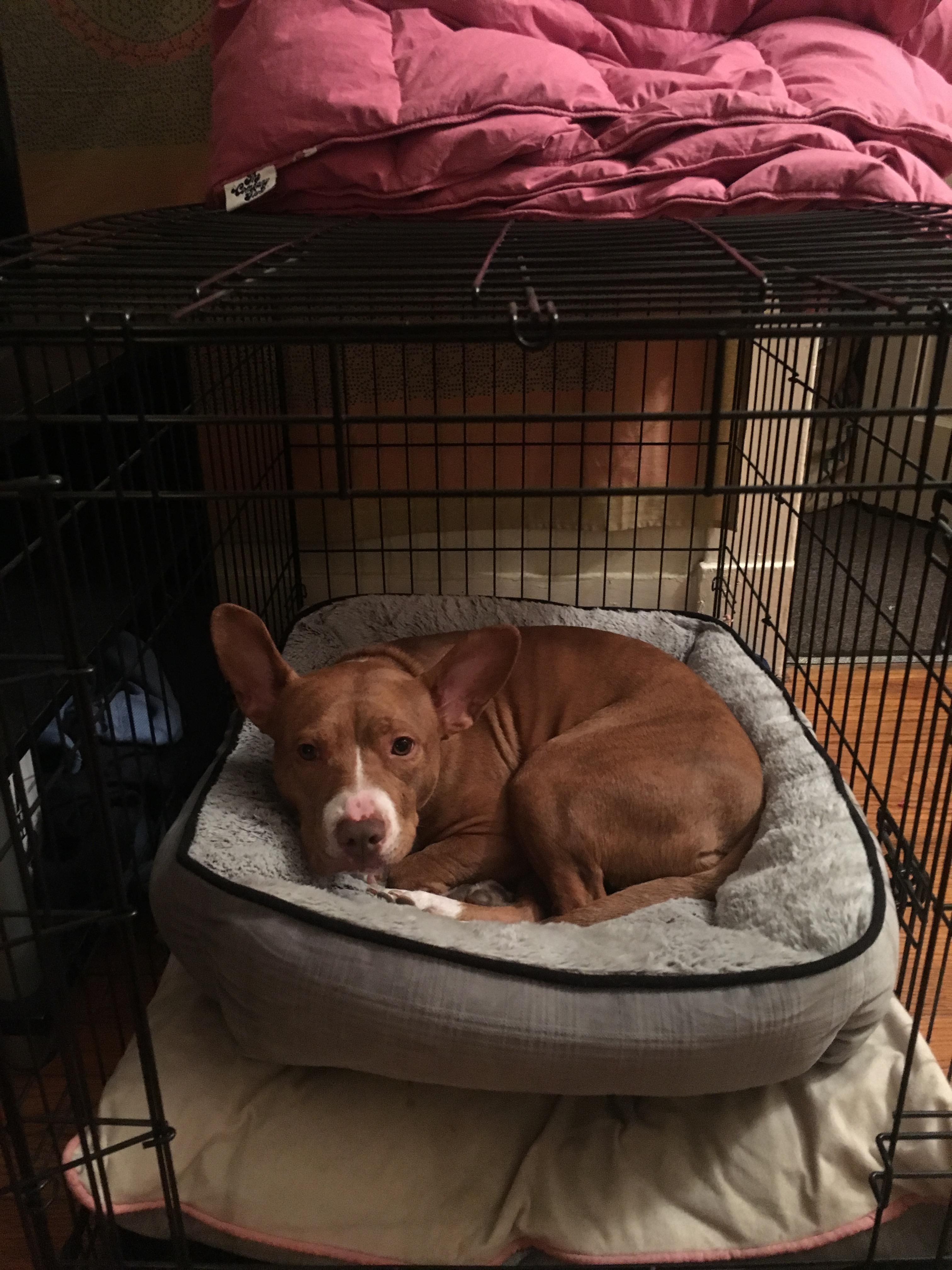 Our rescue pibble has SEVERE separation anxiety she climbed into her