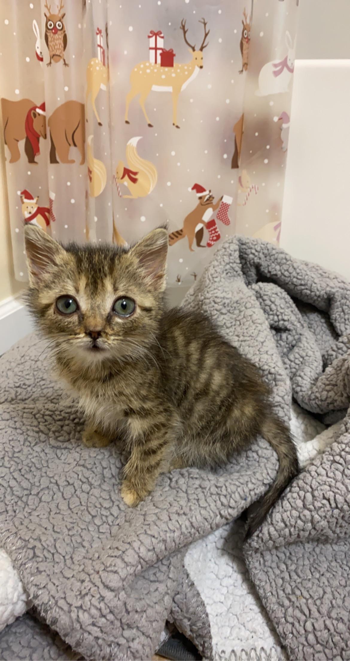 Shower steaming for the baby to help him feel better ) kittens