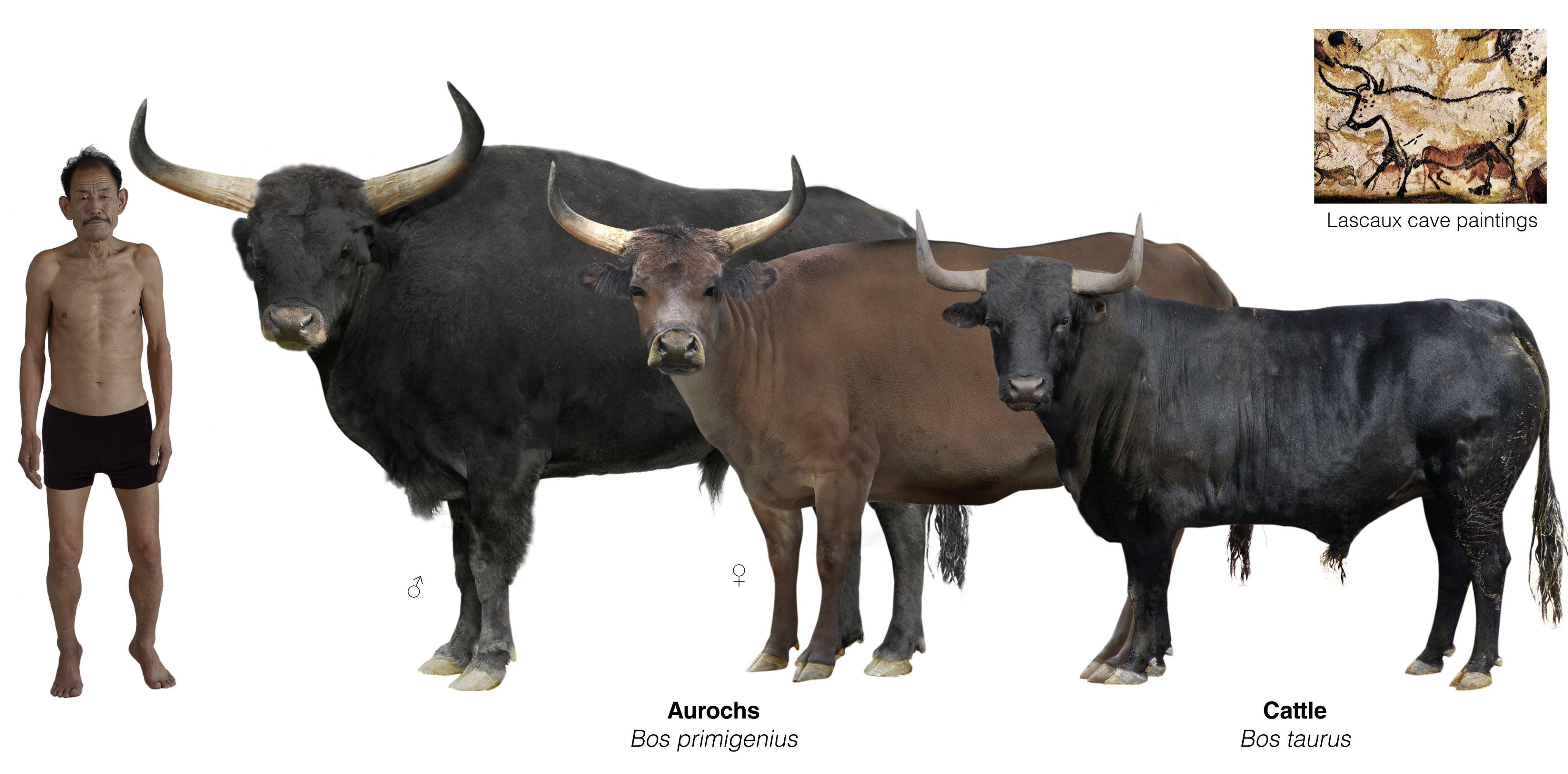 The Aurochs and it’s less impressive domestic cattle descendant r