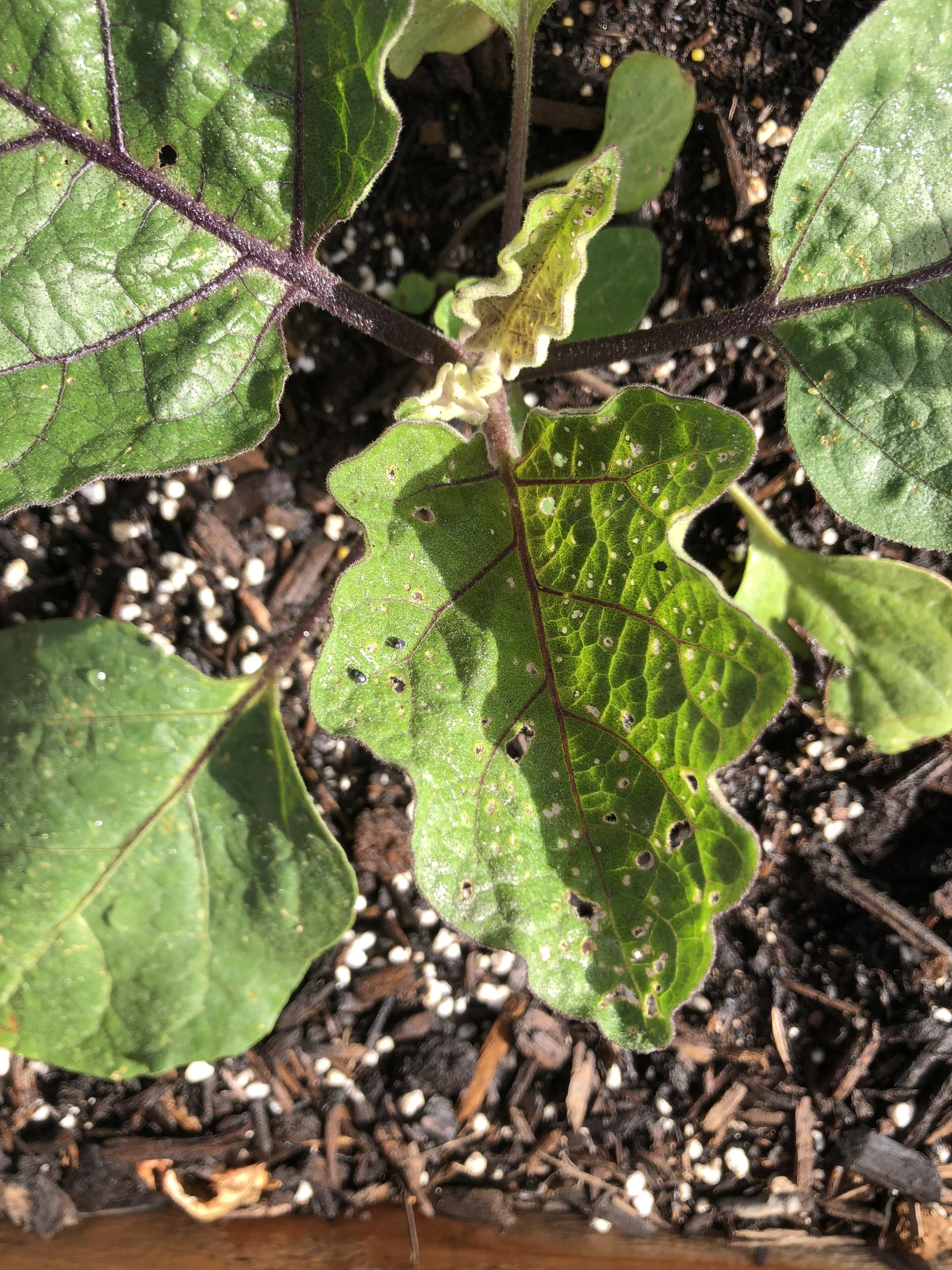 Help! What’s eating my eggplant?! r/gardening