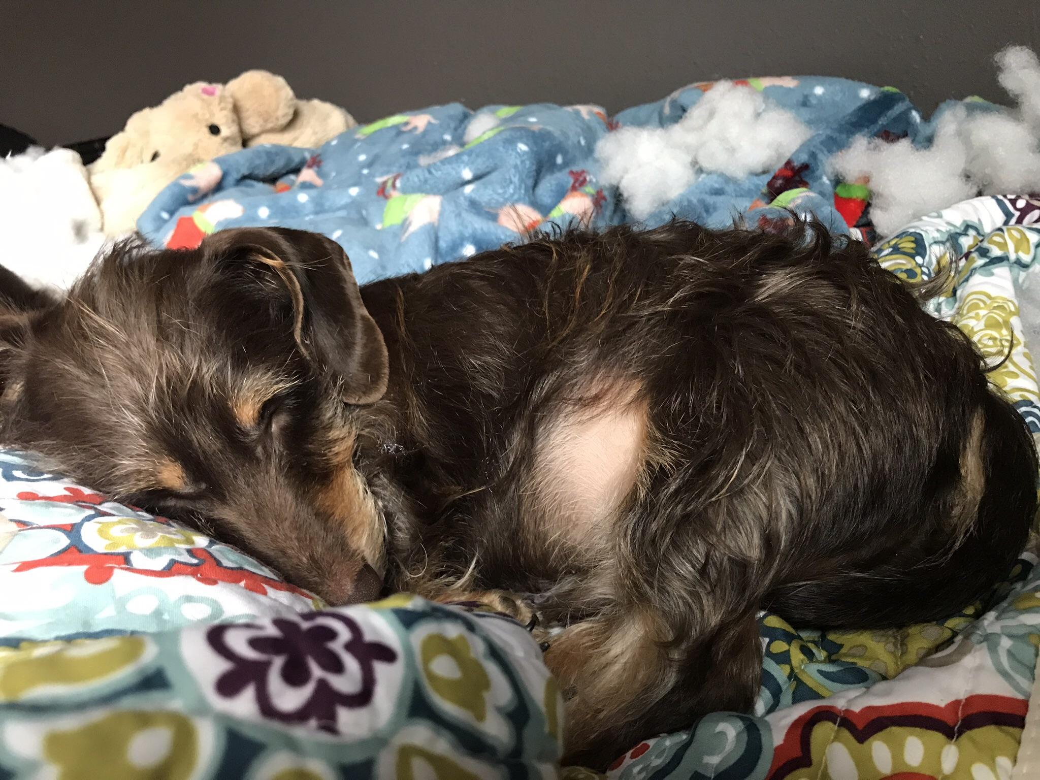 It’s hard killing stuffed bunnies all day. r/Dachshund