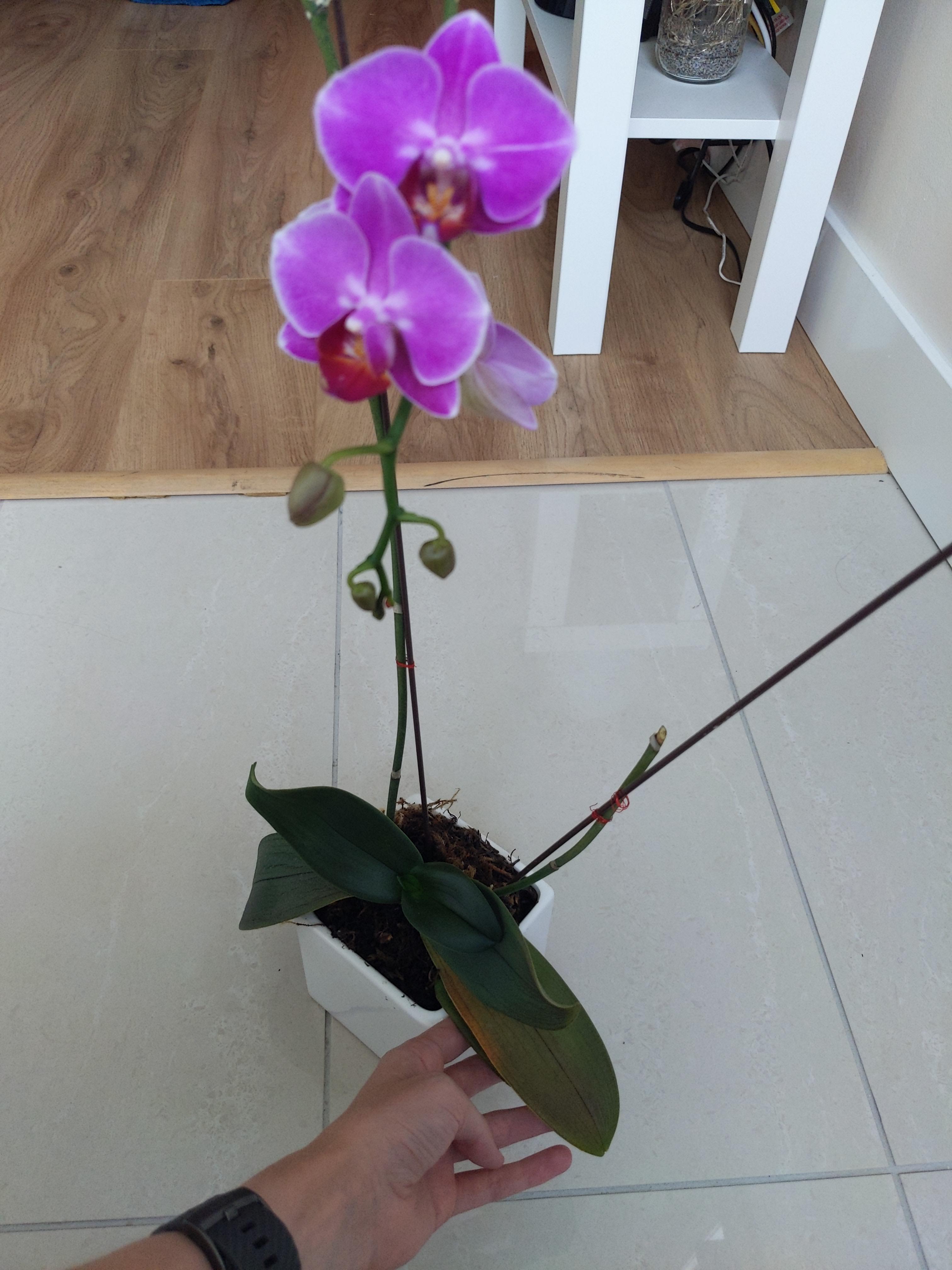 Is my orchid dying? r/plantclinic