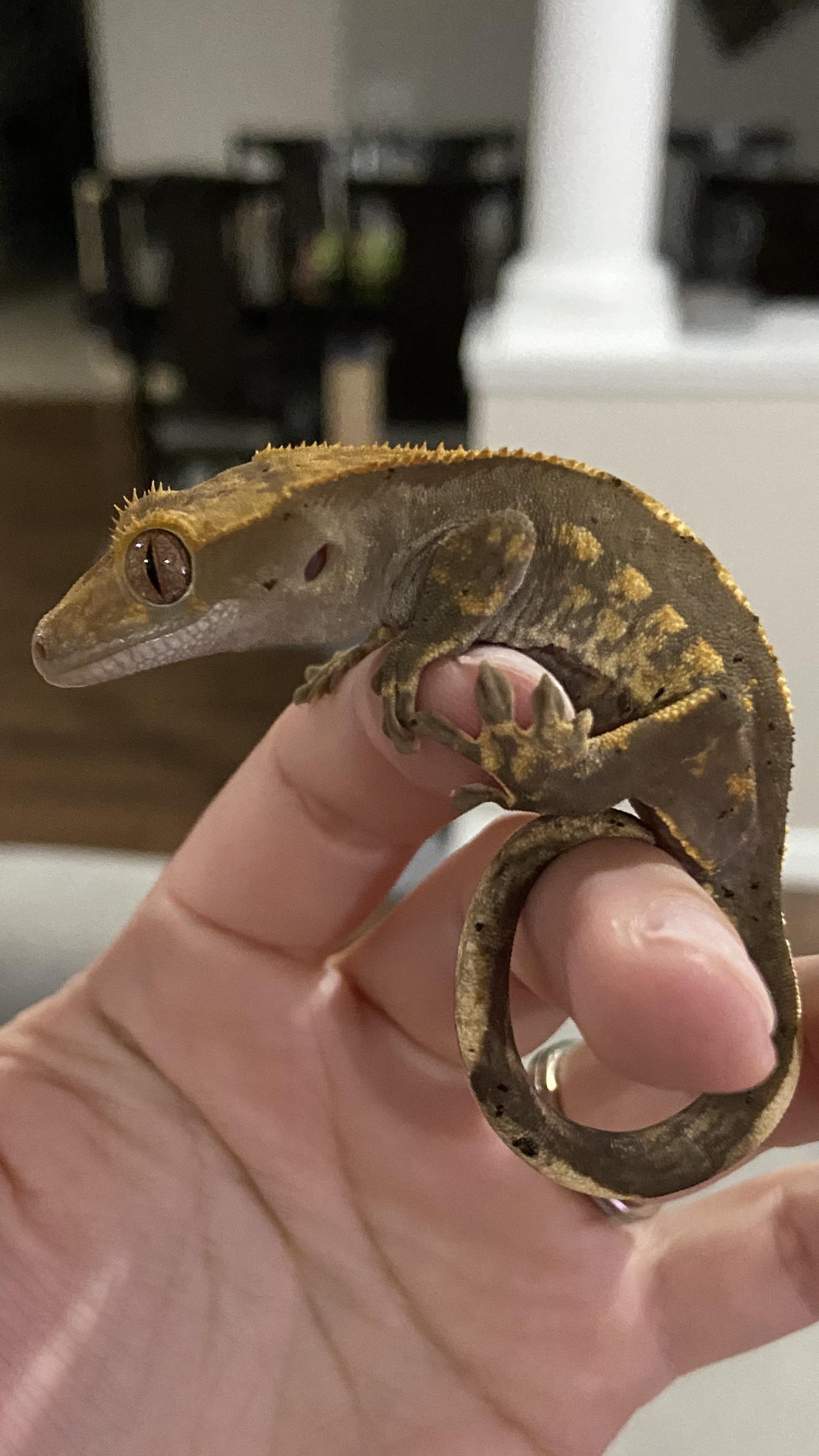 What size crickets do you feed your gecko? r/CrestedGecko
