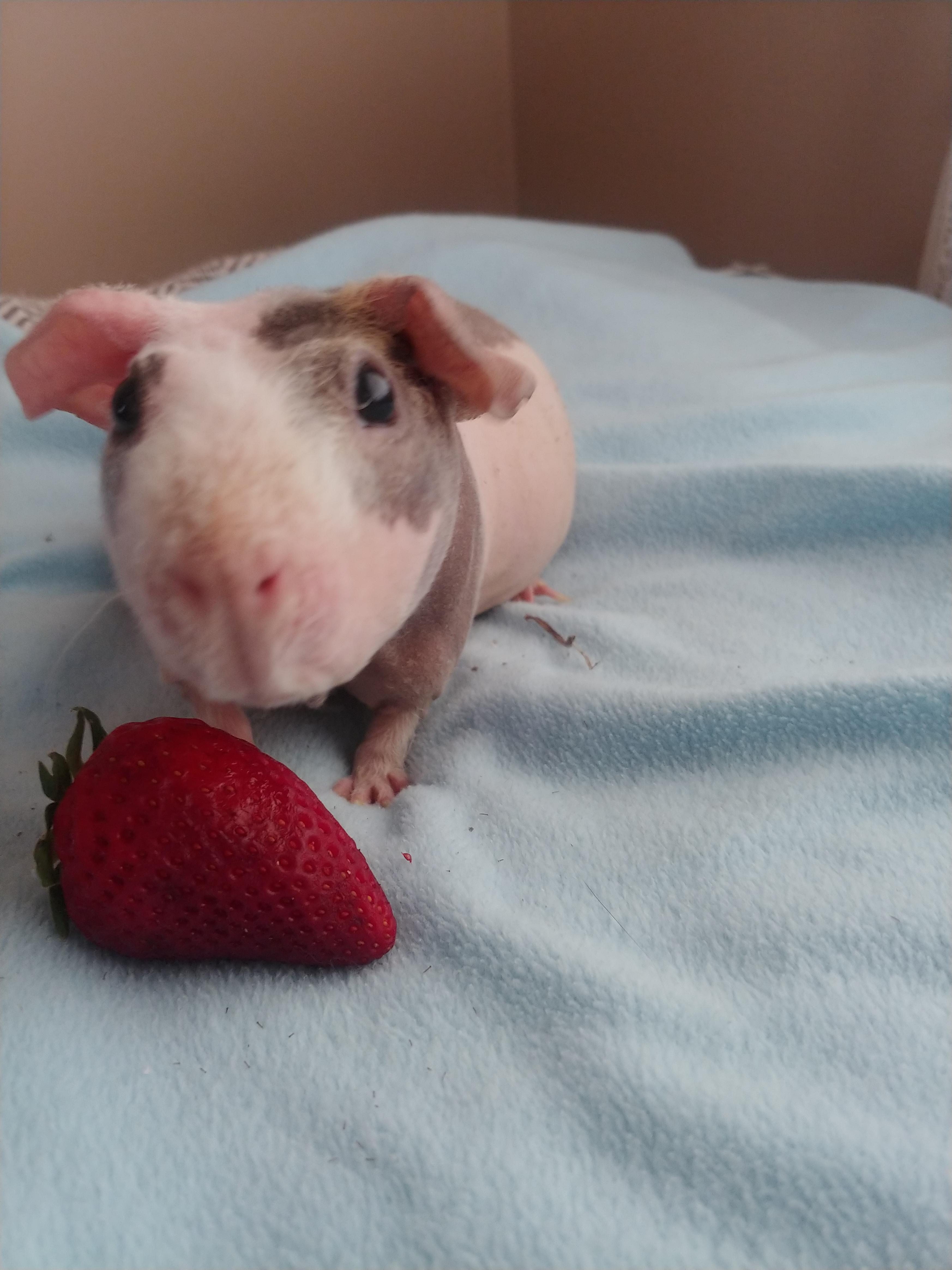 Just a cute Skinny Pig checkin out her treat r/aww