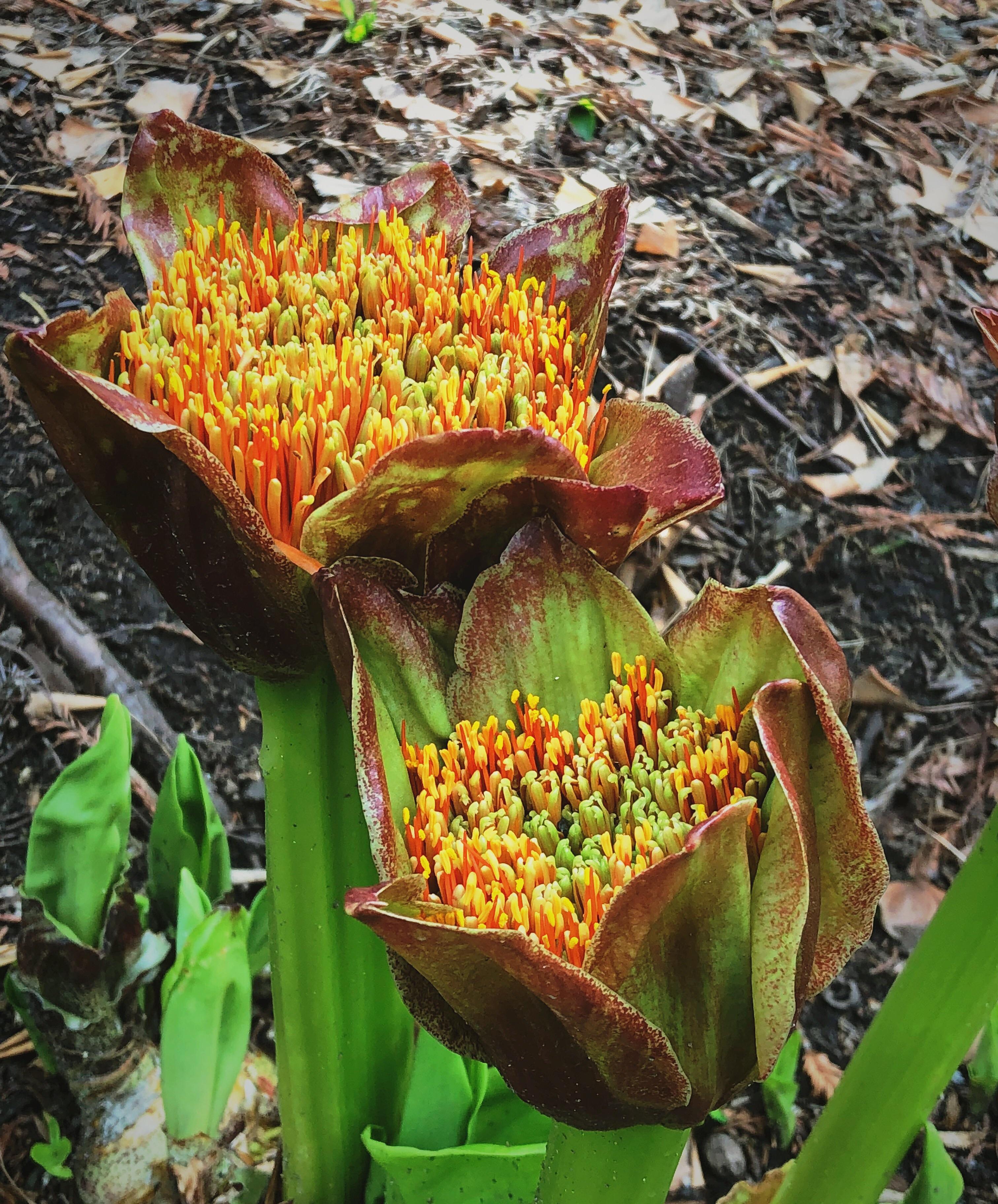 Paintbrush Lilies starting to bloom {California} r/gardening