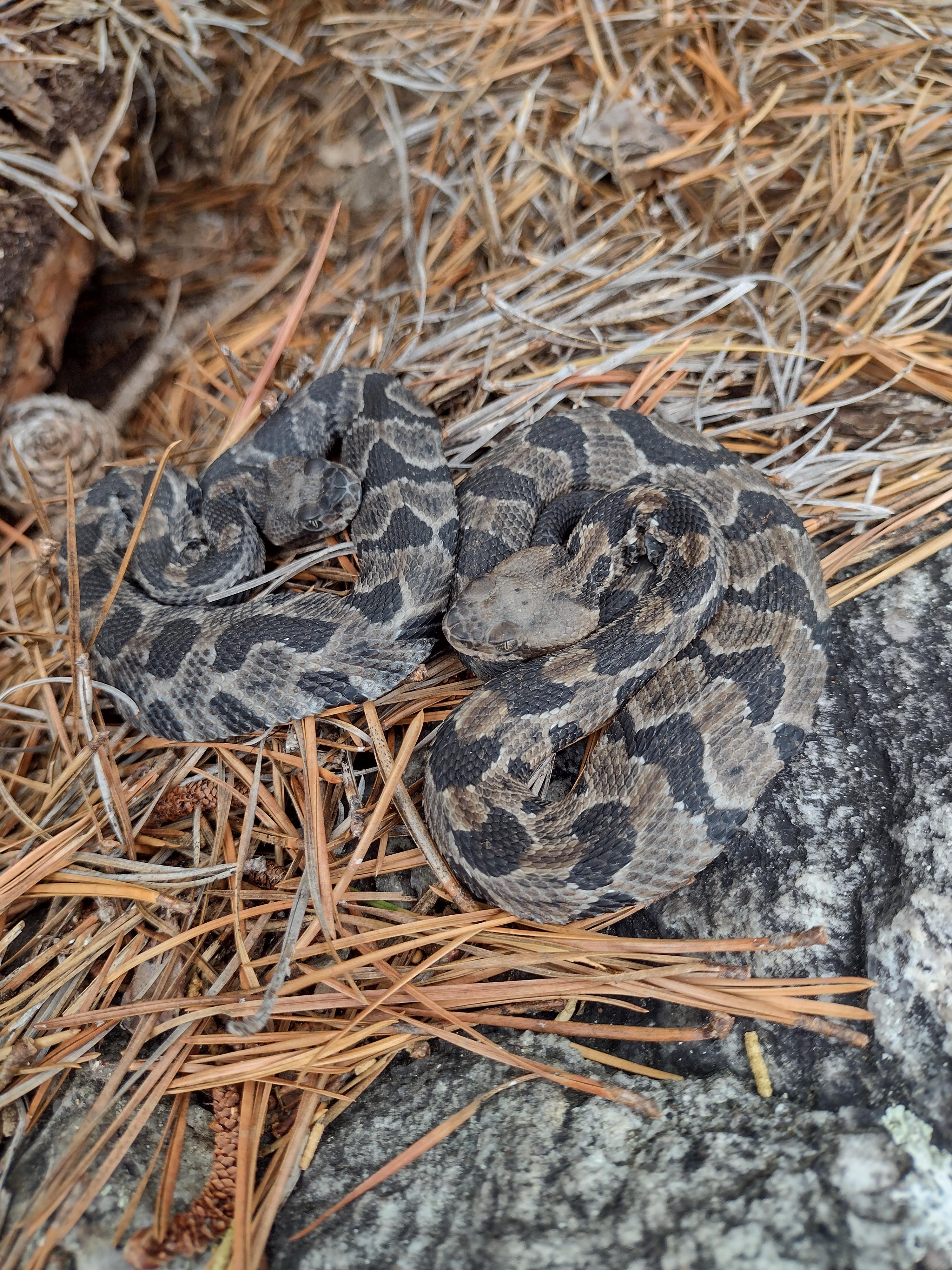 Baby Timber Rattlesnake