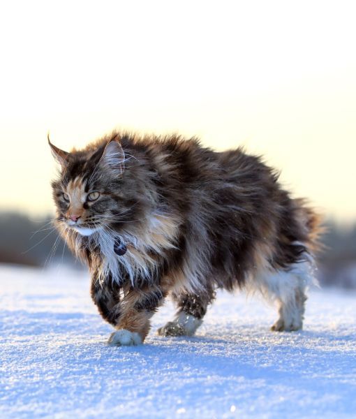 The fierce and majestic Maine Coon cat! r/aww
