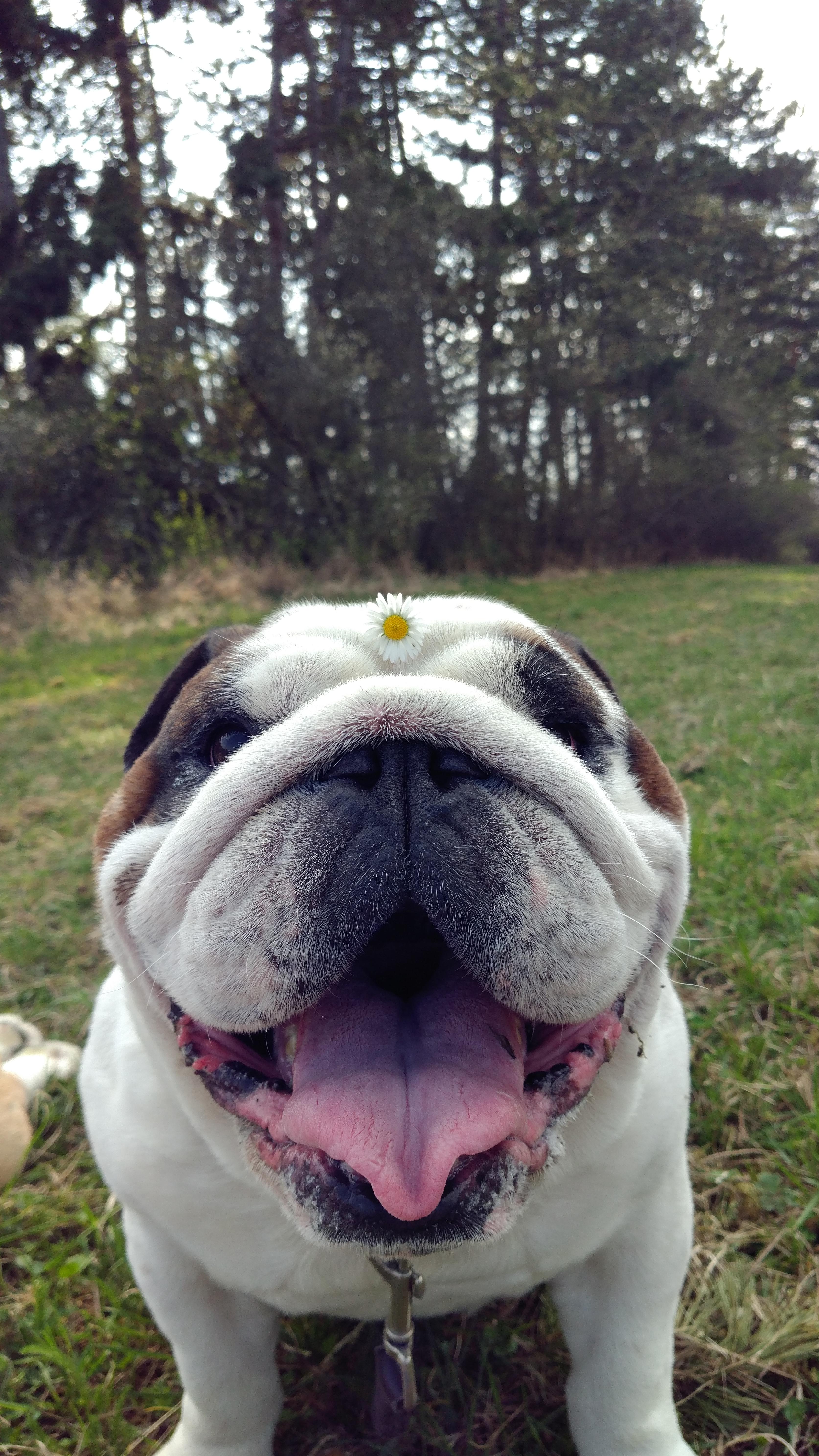 My Bulldog played in a flower garden aww
