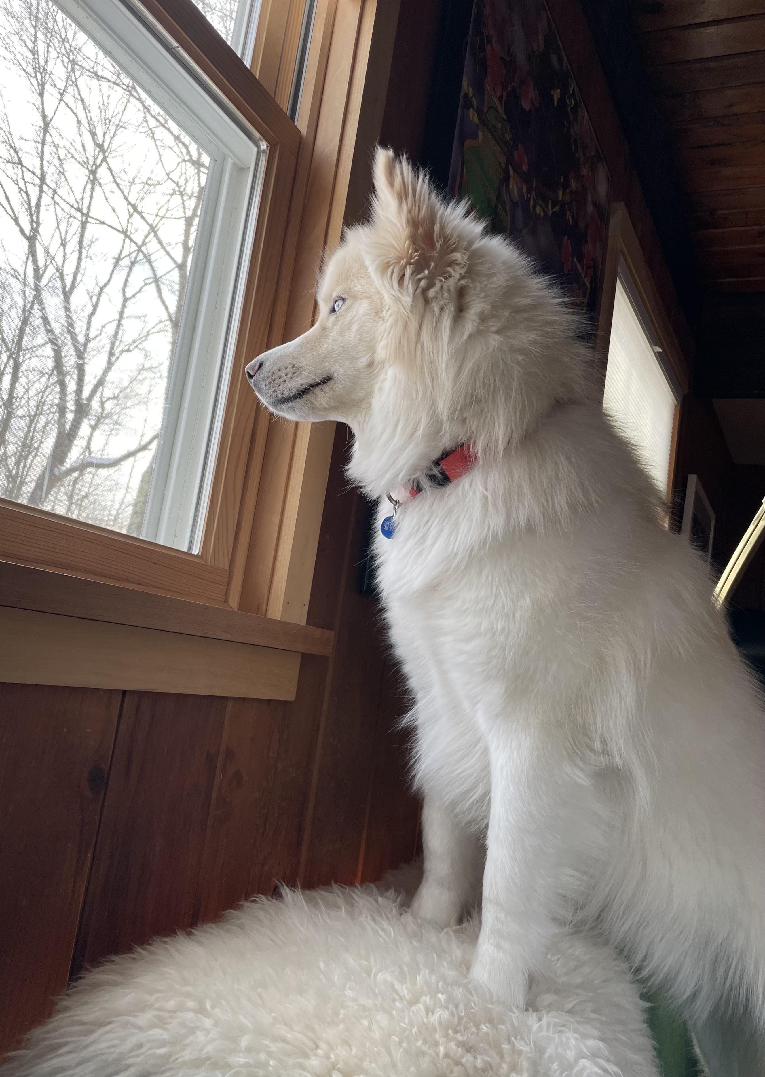 What's The Best Lint Roller You've Found? (here's why I ask...) r/husky