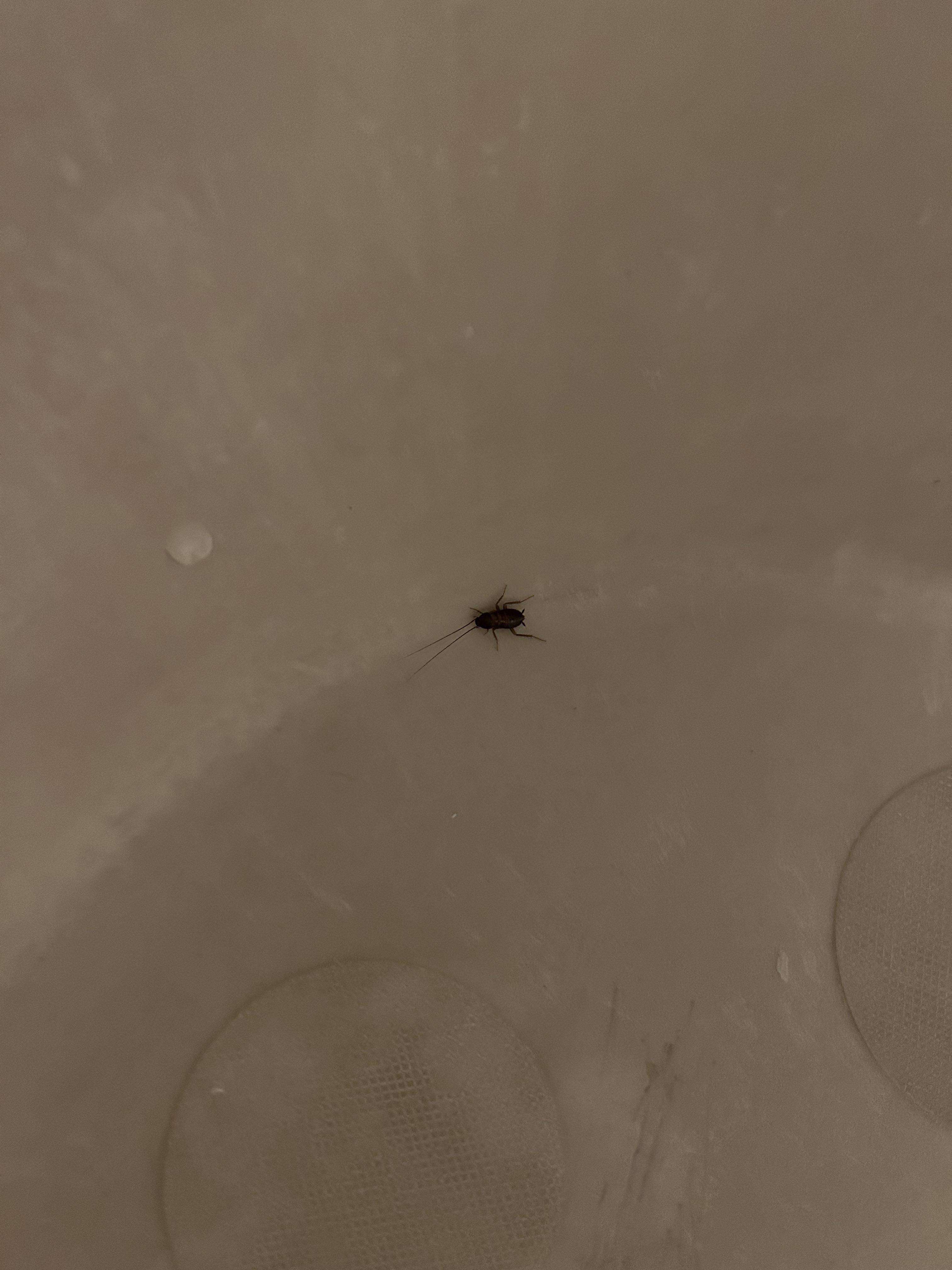 What are these bugs in my bathroom and how do I get rid of them!? r