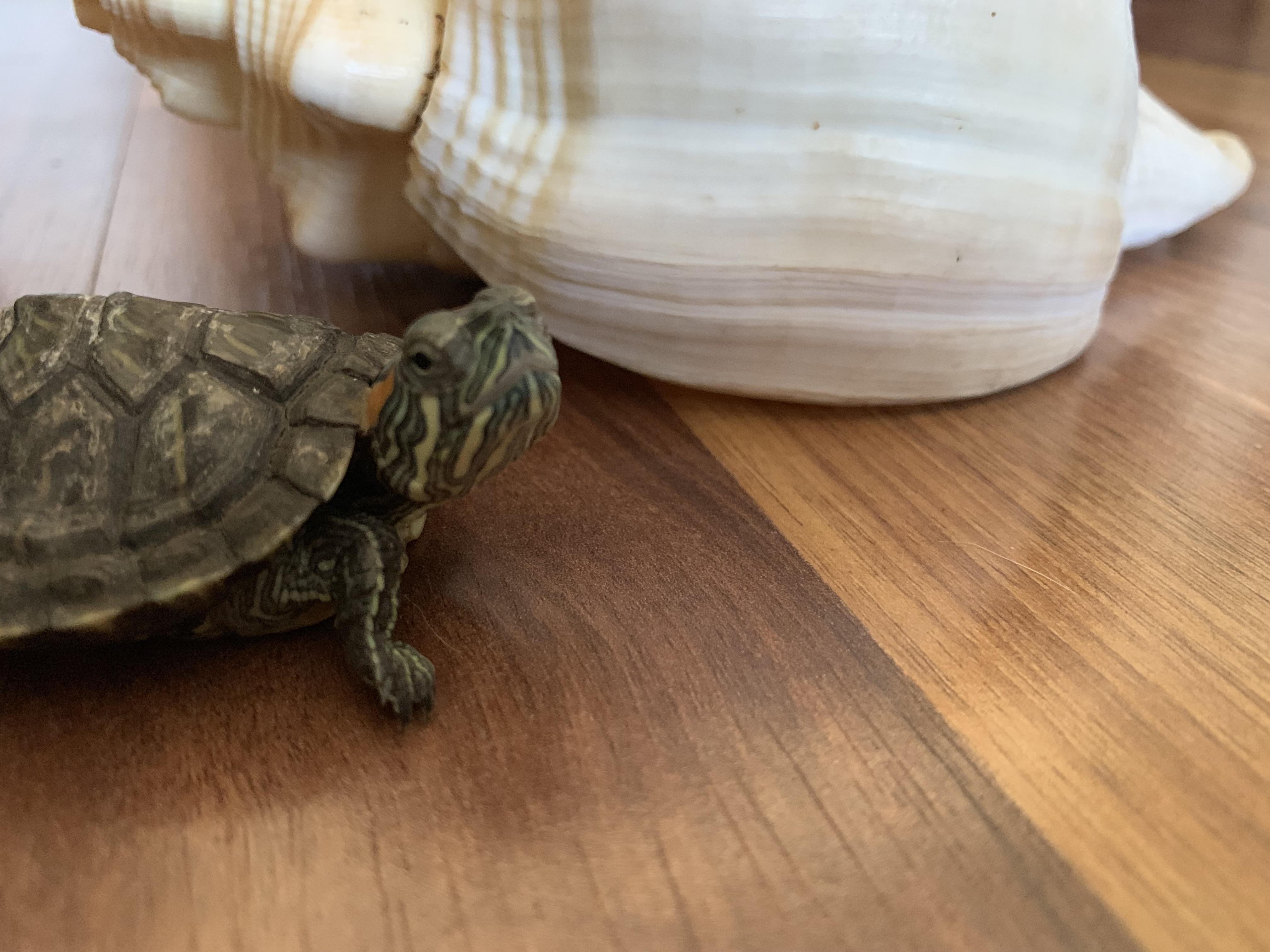 My turtle just died, im really sad, I saw his body about 1 hour ago