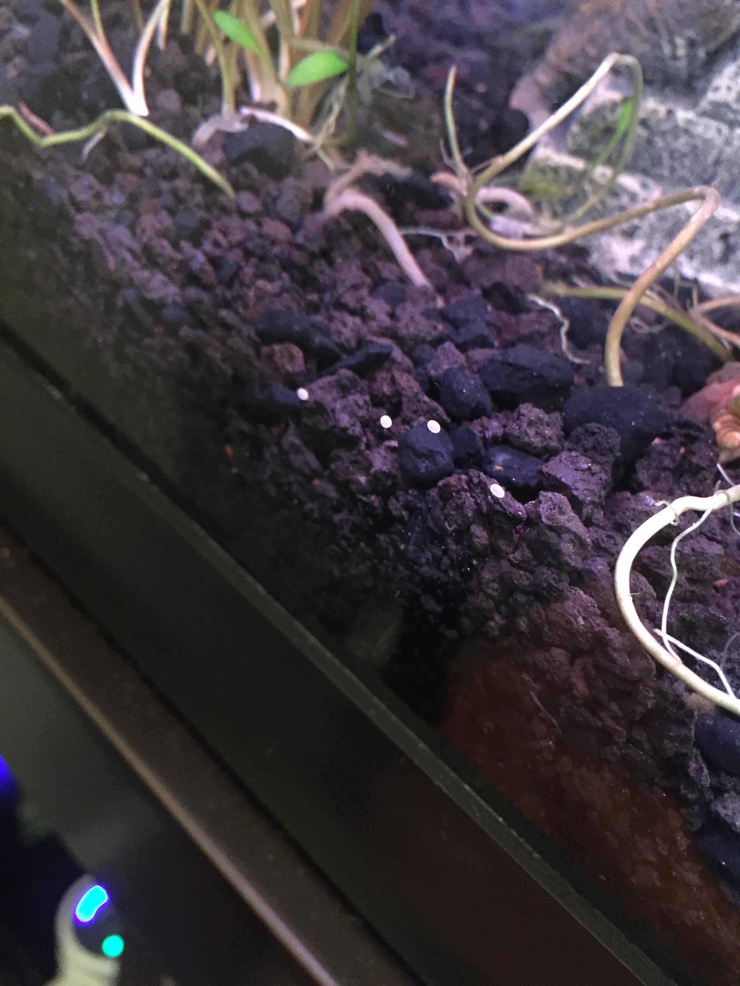 Help! What are these white dots in my tank? r/Aquariums