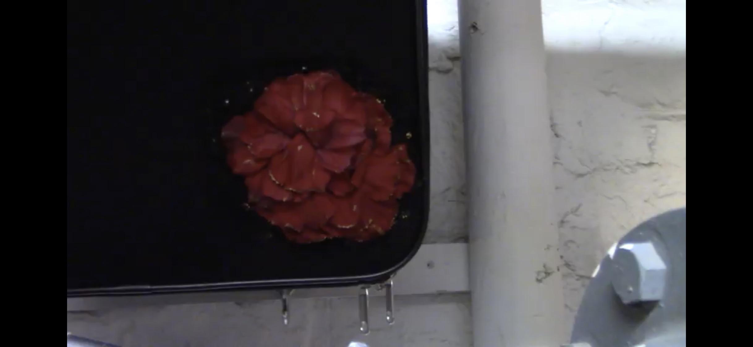 Always wondering what flower they use for the show and also where to