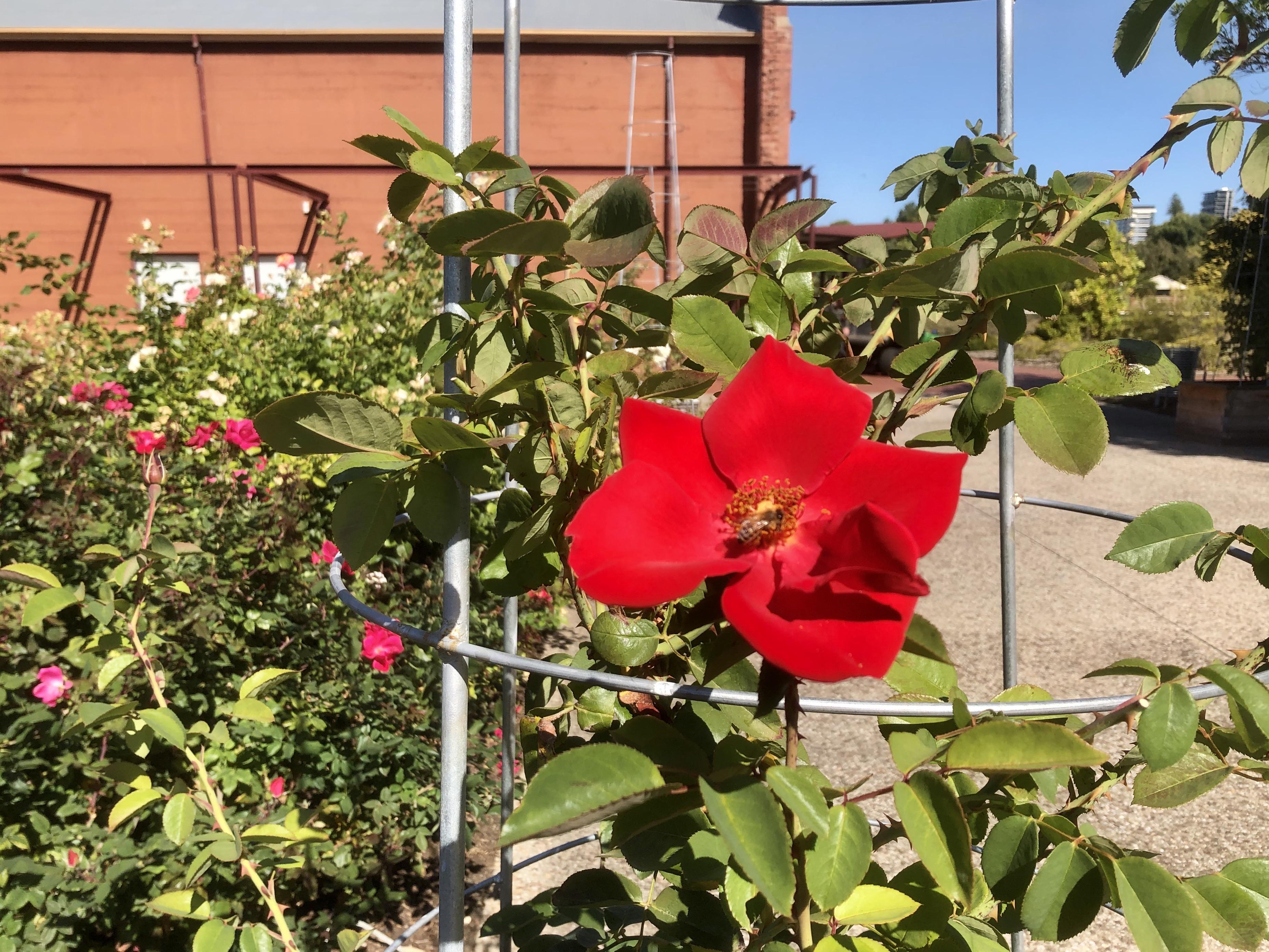 Roses still blooming at the Rose Garden. r/Adelaide