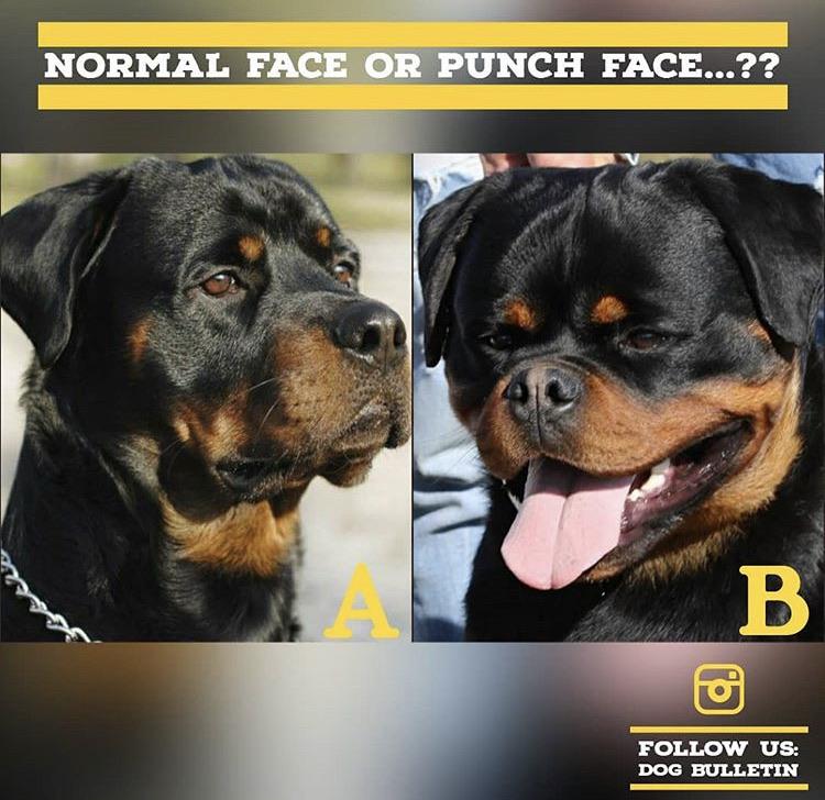Albums 102+ Images Why Do Rottweilers Growl And Show Teeth Stunning