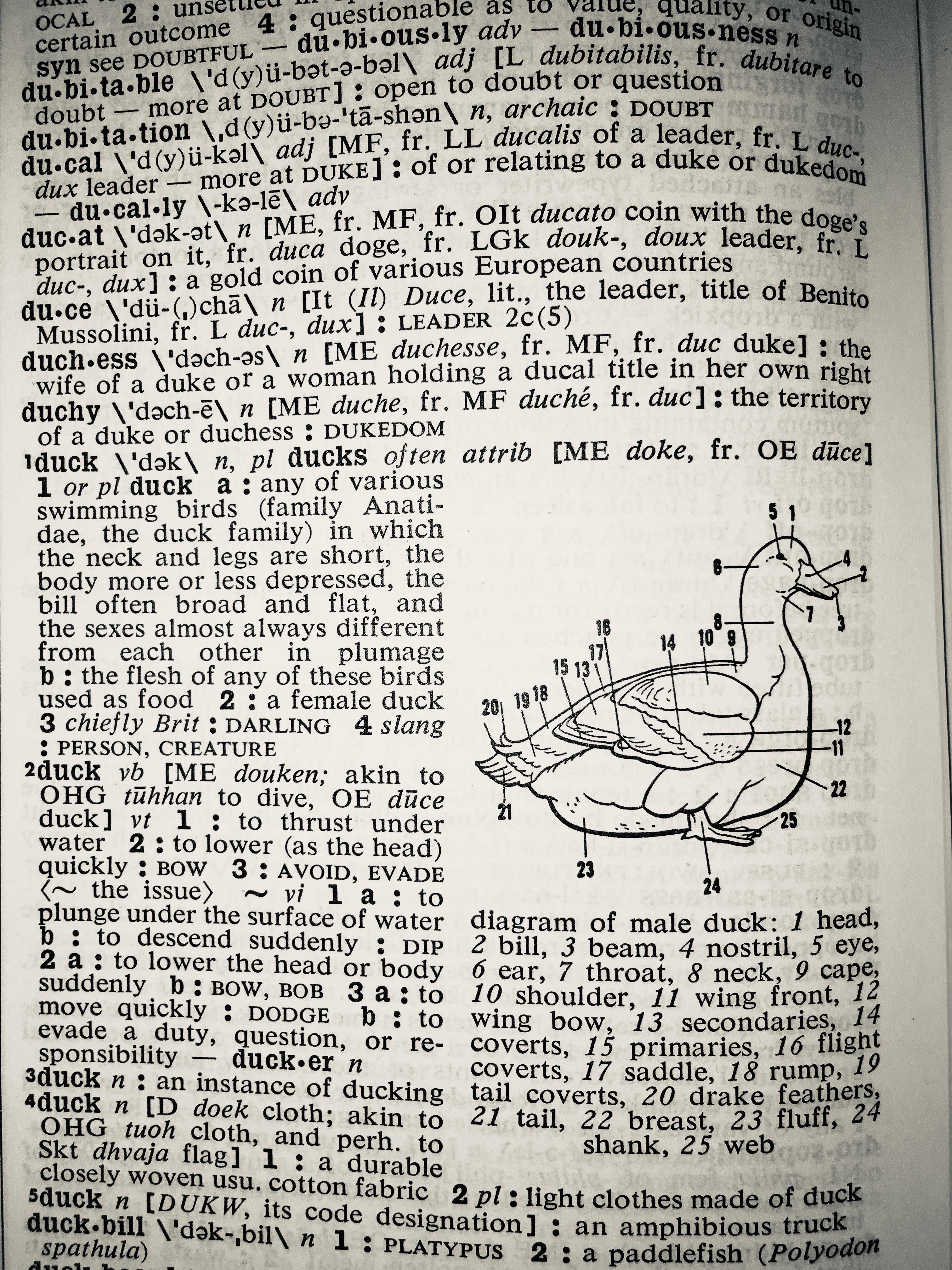 The way this dictionary labeled a duck. r/mildlyinteresting