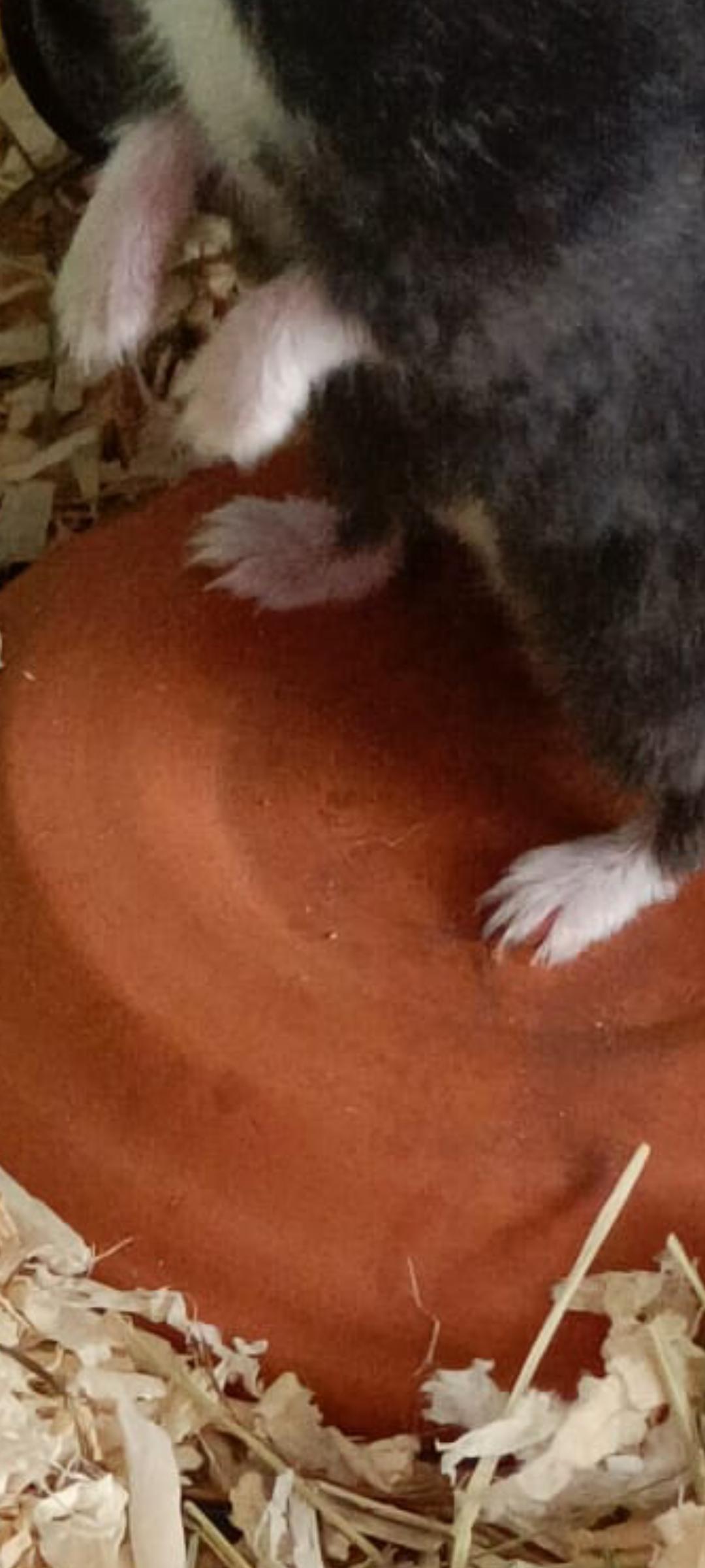 What's the ideal length for hamster nails? They're looking a little