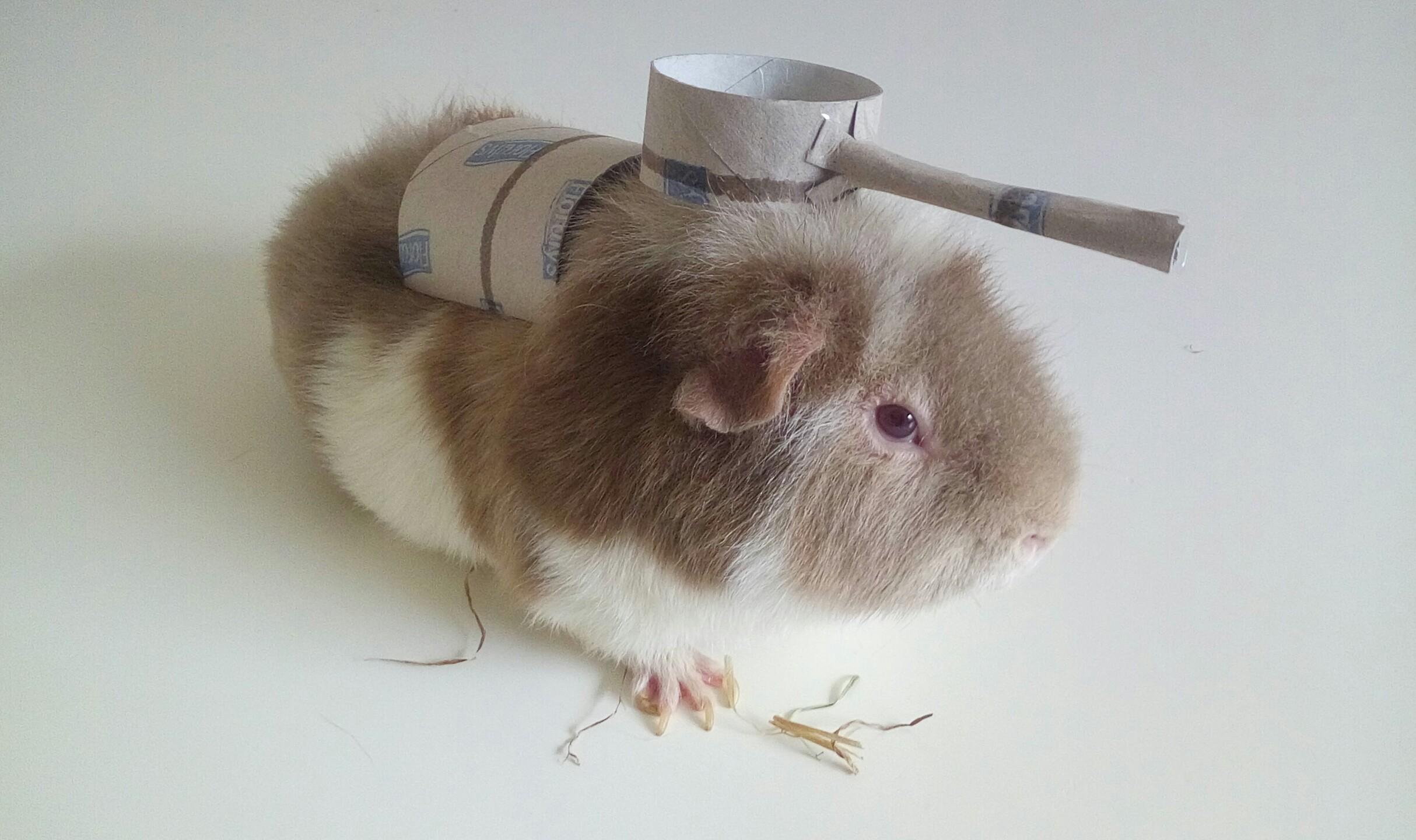 I made Pep the guinea pig a little tank costume, watch out, he is