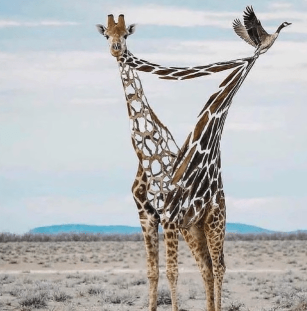 Giraffes aren't real wake up sheeple